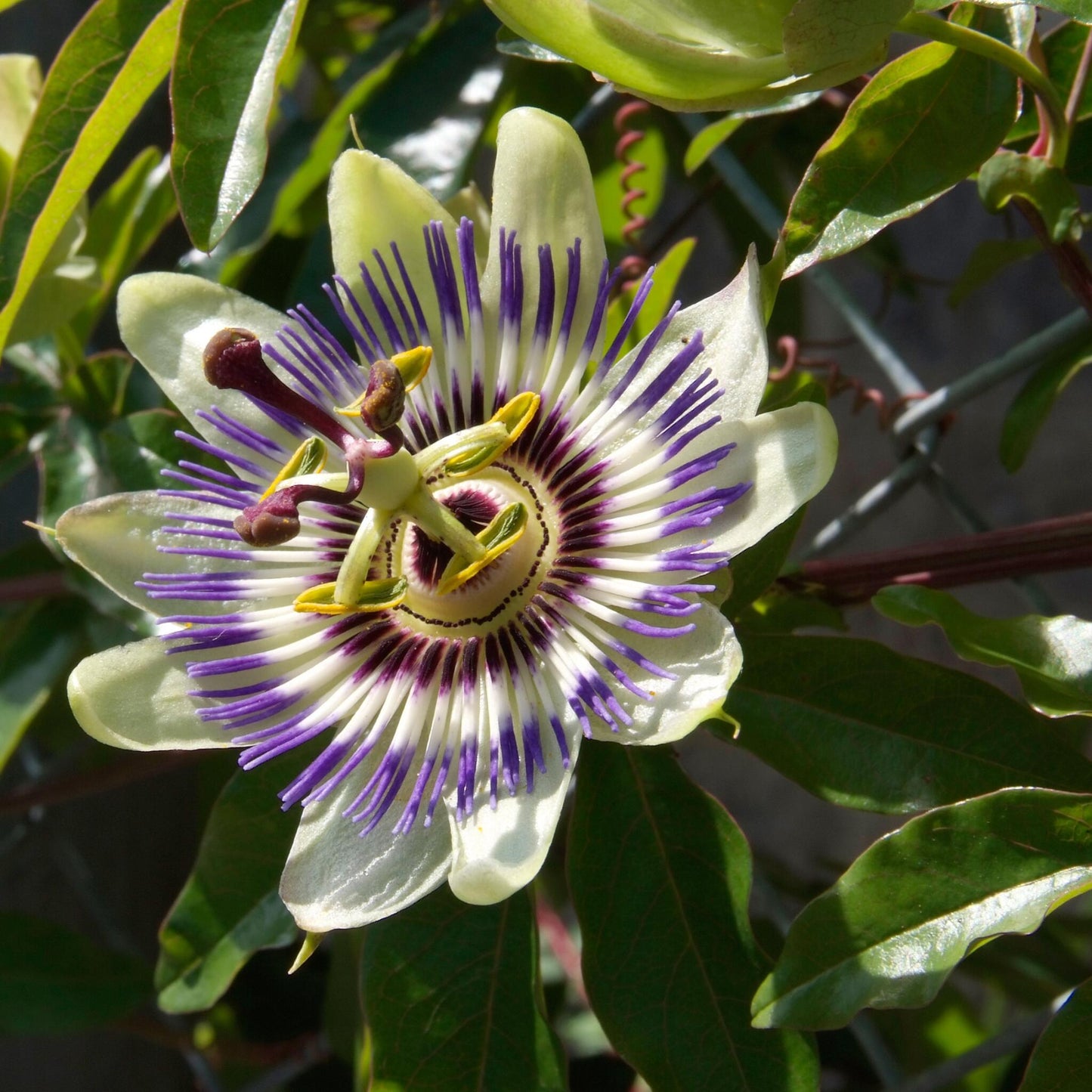 Maracuyá - 6 Pzs - Passiflora Edulis 'frederick' - Altura 25-40cm - ⌀9cm_3