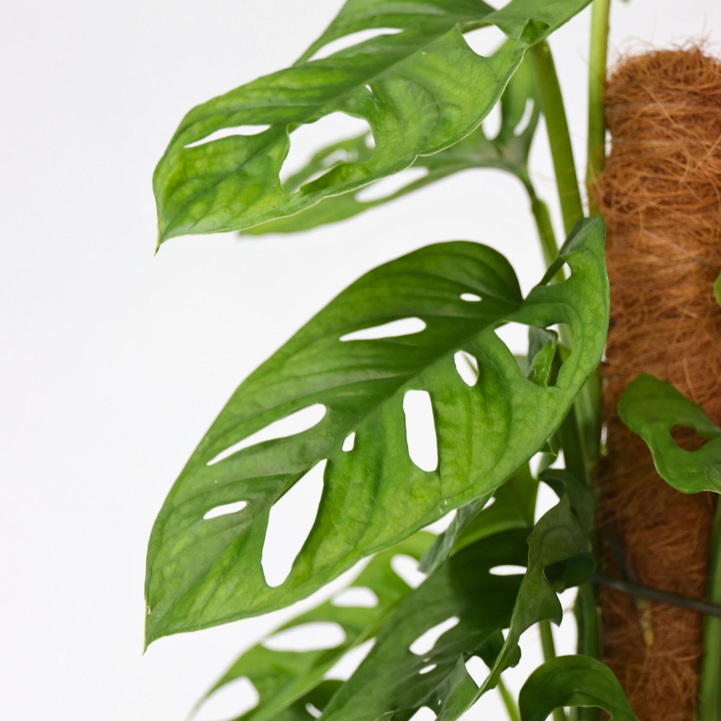 Máscara De Mono - 2 Pzs - Monstera Adansonii - Altura 60-70cm - ⌀16cm_3