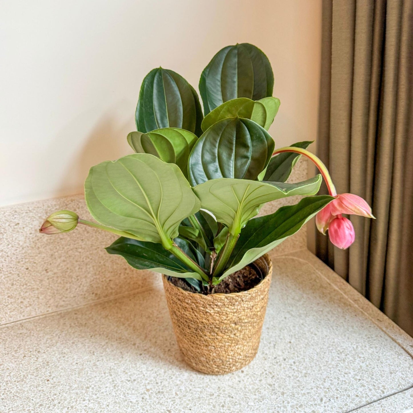 Medinilla De Flor Rosa - Medinilla Magnifica - Altura 40-50cm - ⌀17cm_4