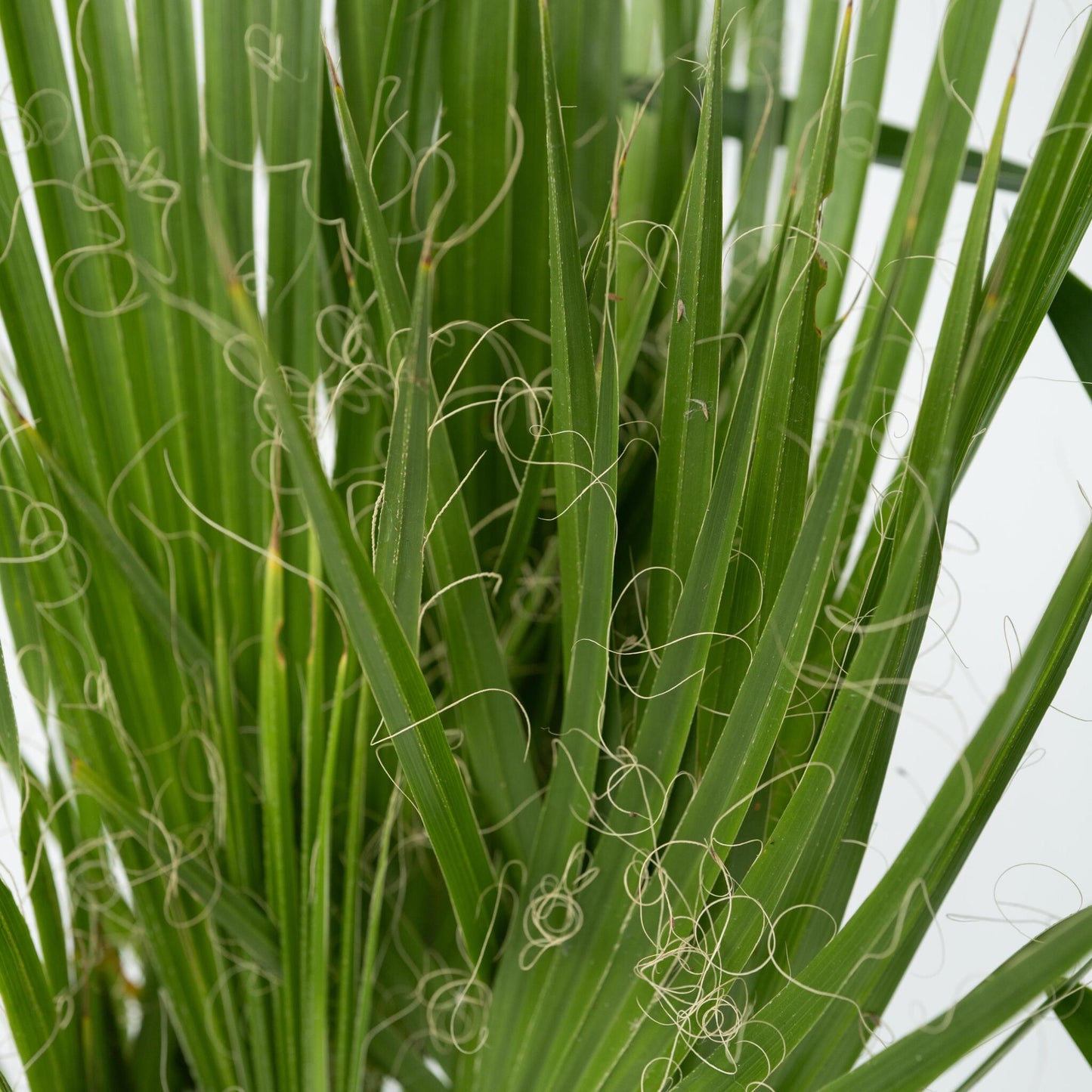 Mezcla De Palmeras - 6 Pzs - Indoor Palmmix - Pokon - Altura 50-70cm - ⌀14cm_3