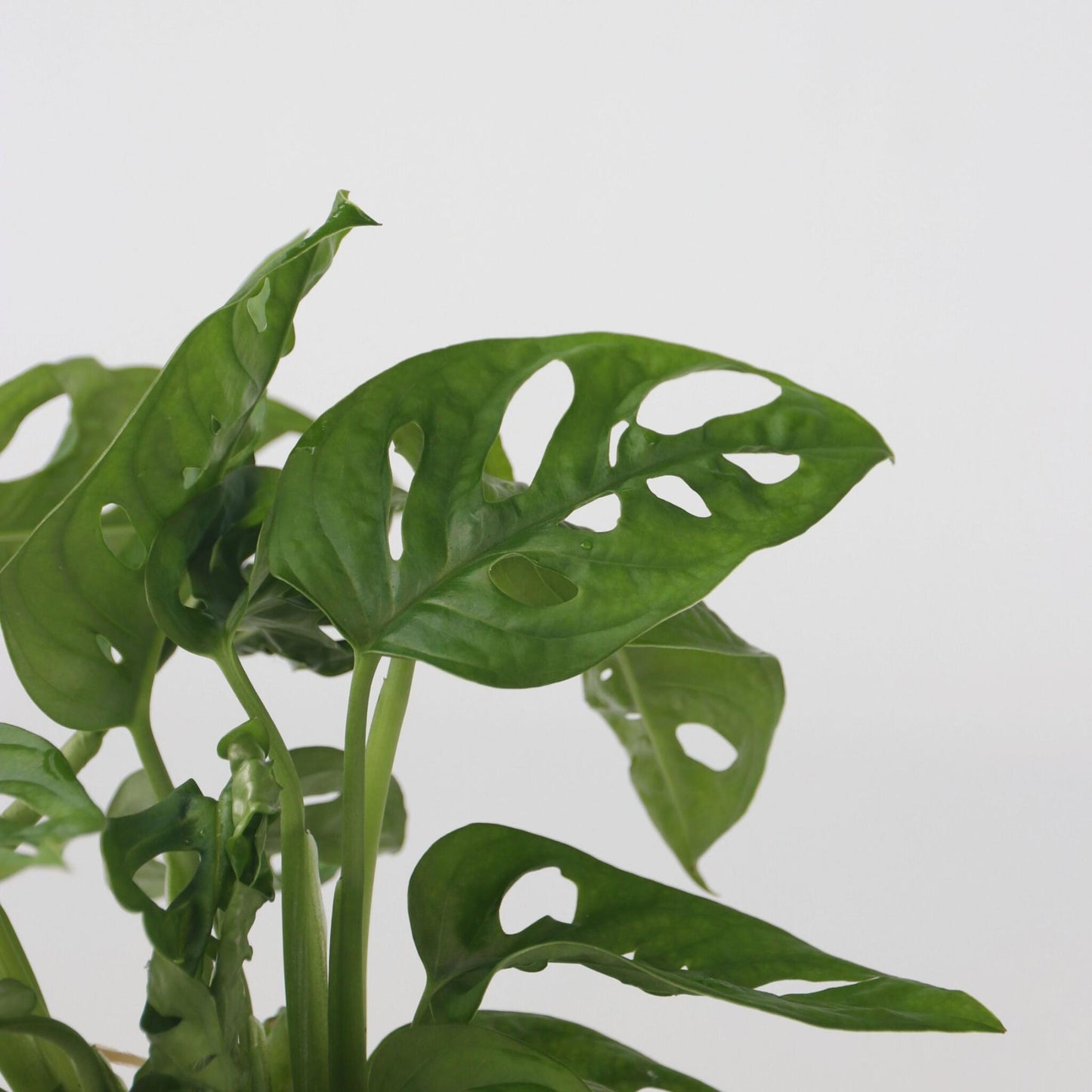 Mezcla De Plantas En Vidrio - 2 Piezas - Clusia Monstera - Alt. 15-35cm - ⌀20cm_3