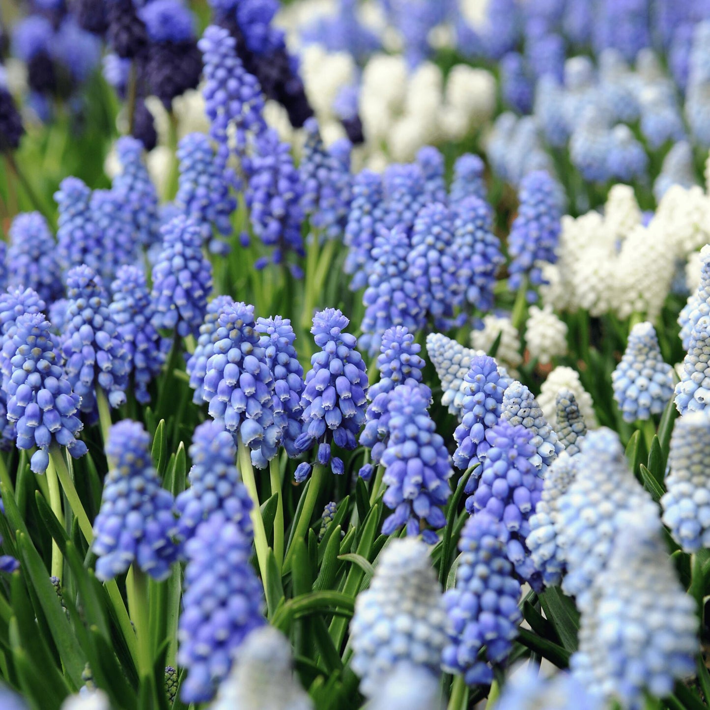 Mezcla De Pomelo - 50 Pzs - Muscari 'magic Mix' - Bulbos De Flores_4