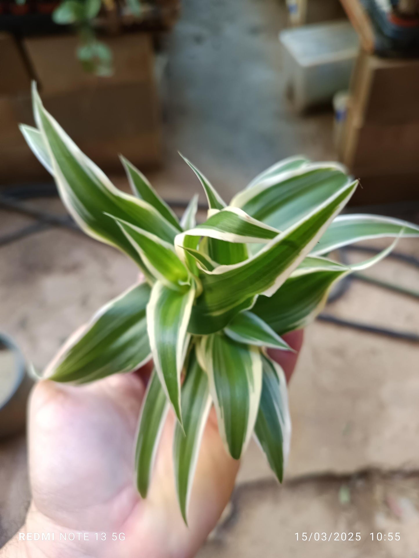Mini Cintas Chlorphitum Ø5 Cm Planta Interior_0