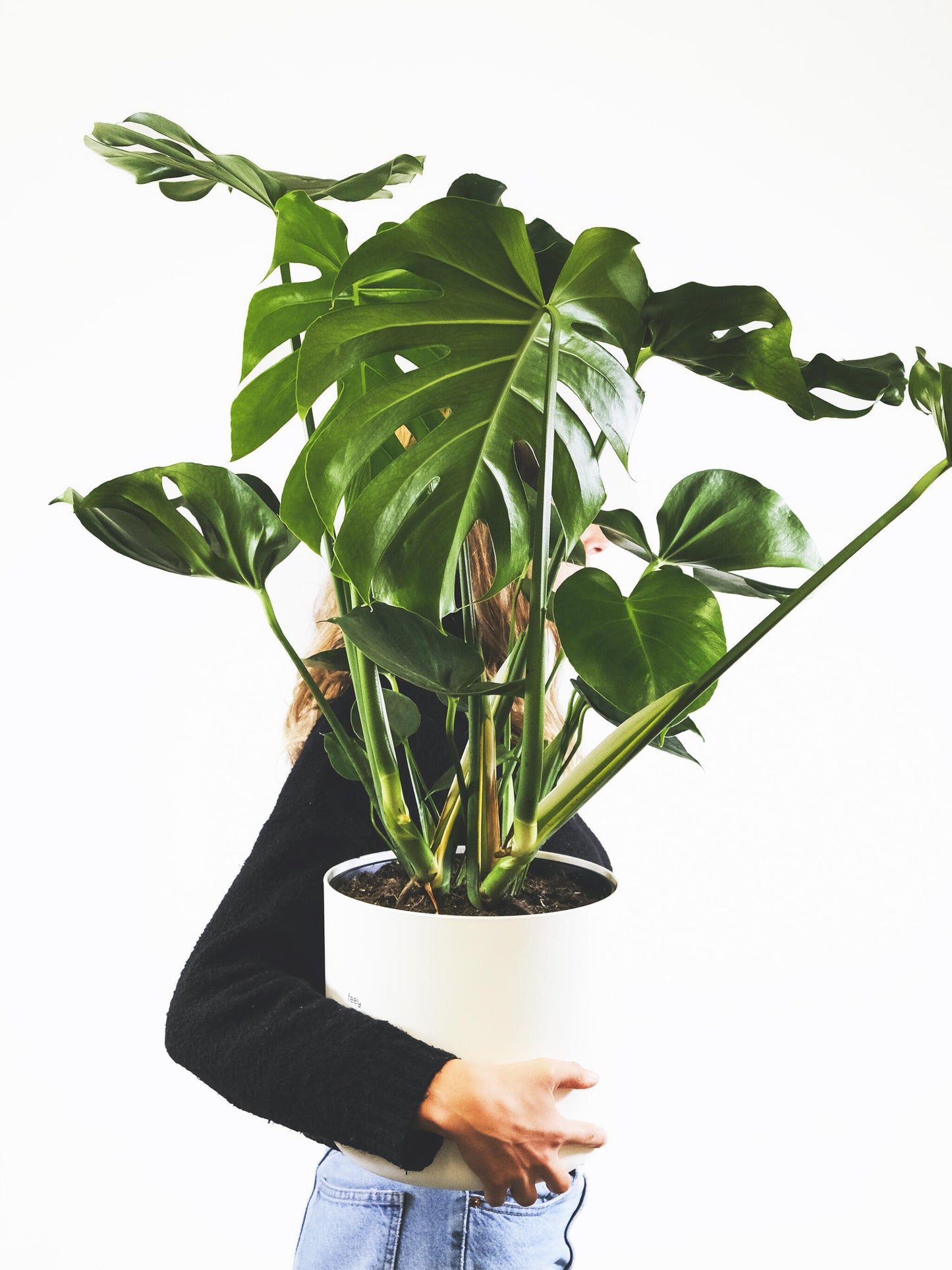 Monstera Deliciosa O Costilla De Adán_4