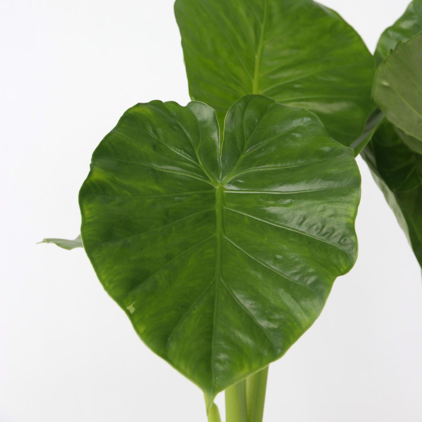 Oreja De Elefante - Alocasia 'odora' - Altura 55-75cm - ⌀17cm_3