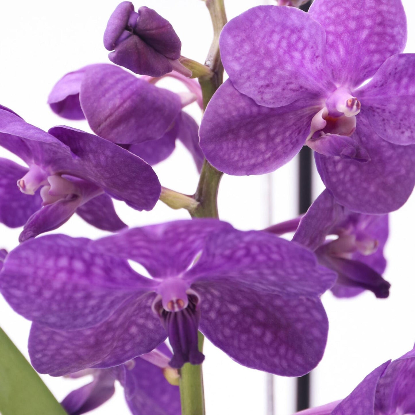 Orquídea Vanda - Vanda 'blue' - Altura 40-50cm - ⌀14cm_3