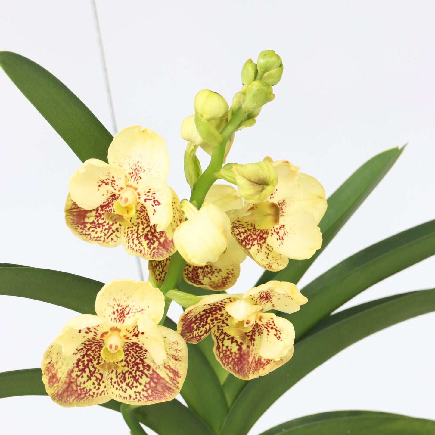 Orquídea Vanda - Vanda 'sunanda Yellow Henna' - Altura 65-75cm_3