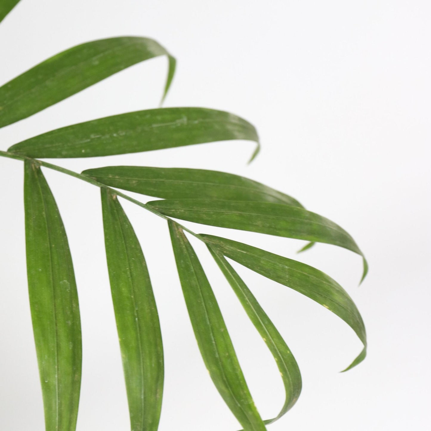 Pacaya - Palmera De Salón - 2 Pzs - Chamaedorea - Altura 80-90cm - ⌀20cm_3