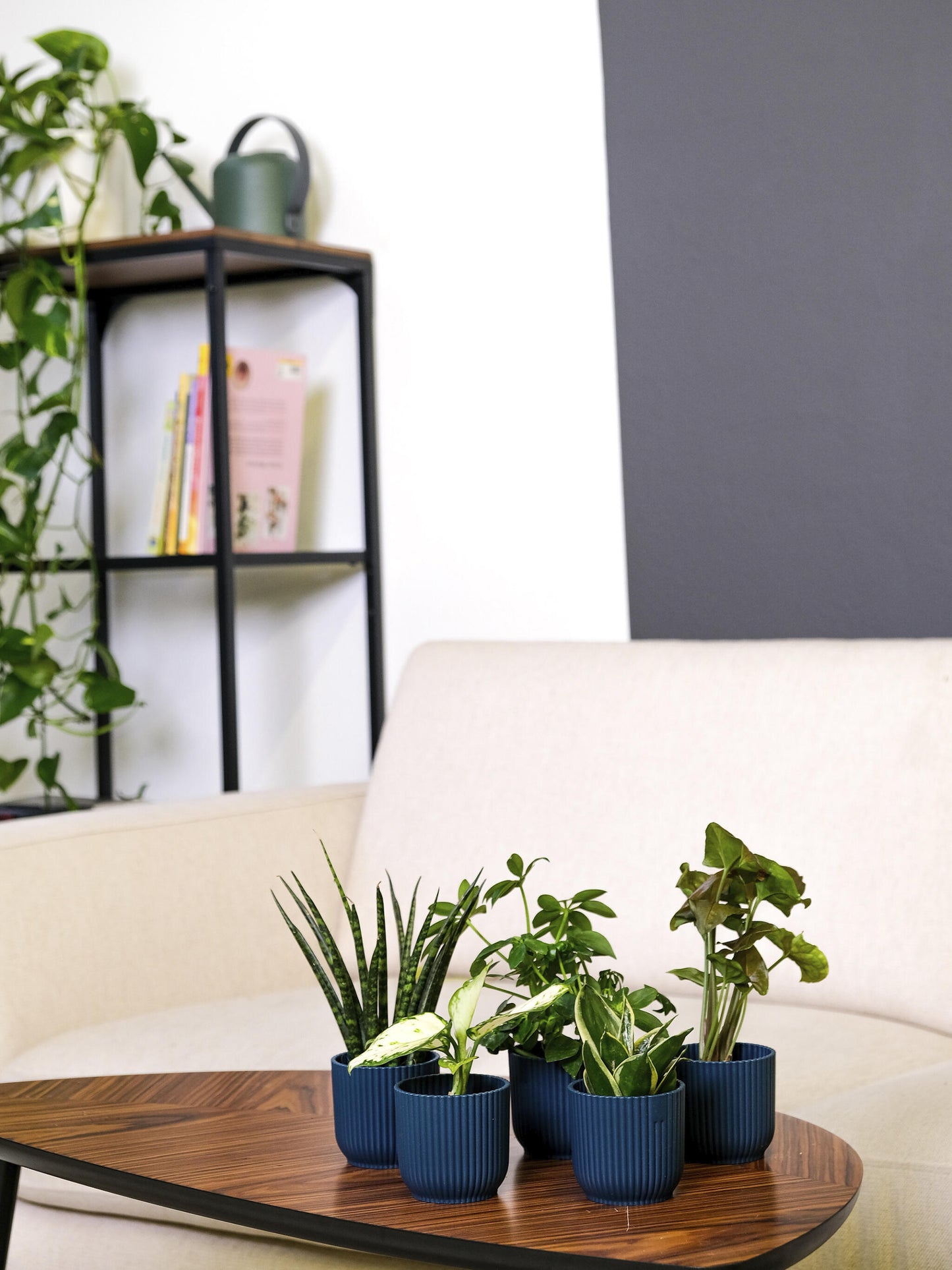 Pack De Mini Plantas - 6 Unidades_5