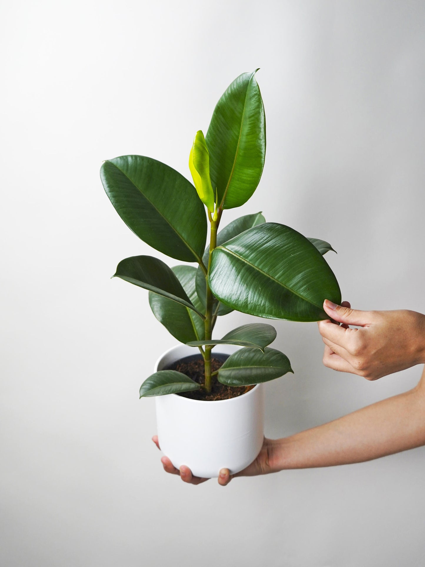 Pack Ficus_2