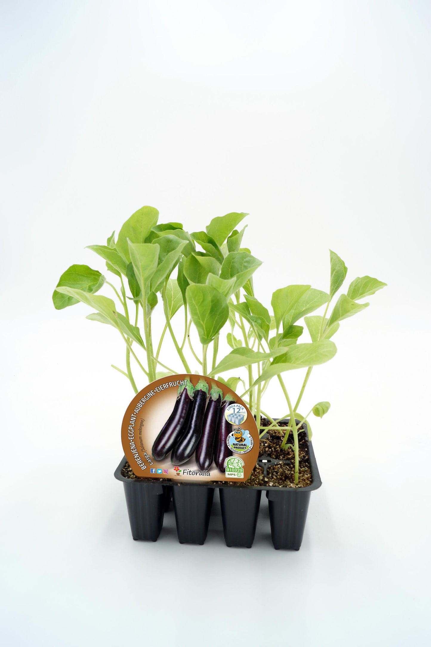 Pack Plantones Berenjena Negra 12 Ud. Natural - Fitoralia_0