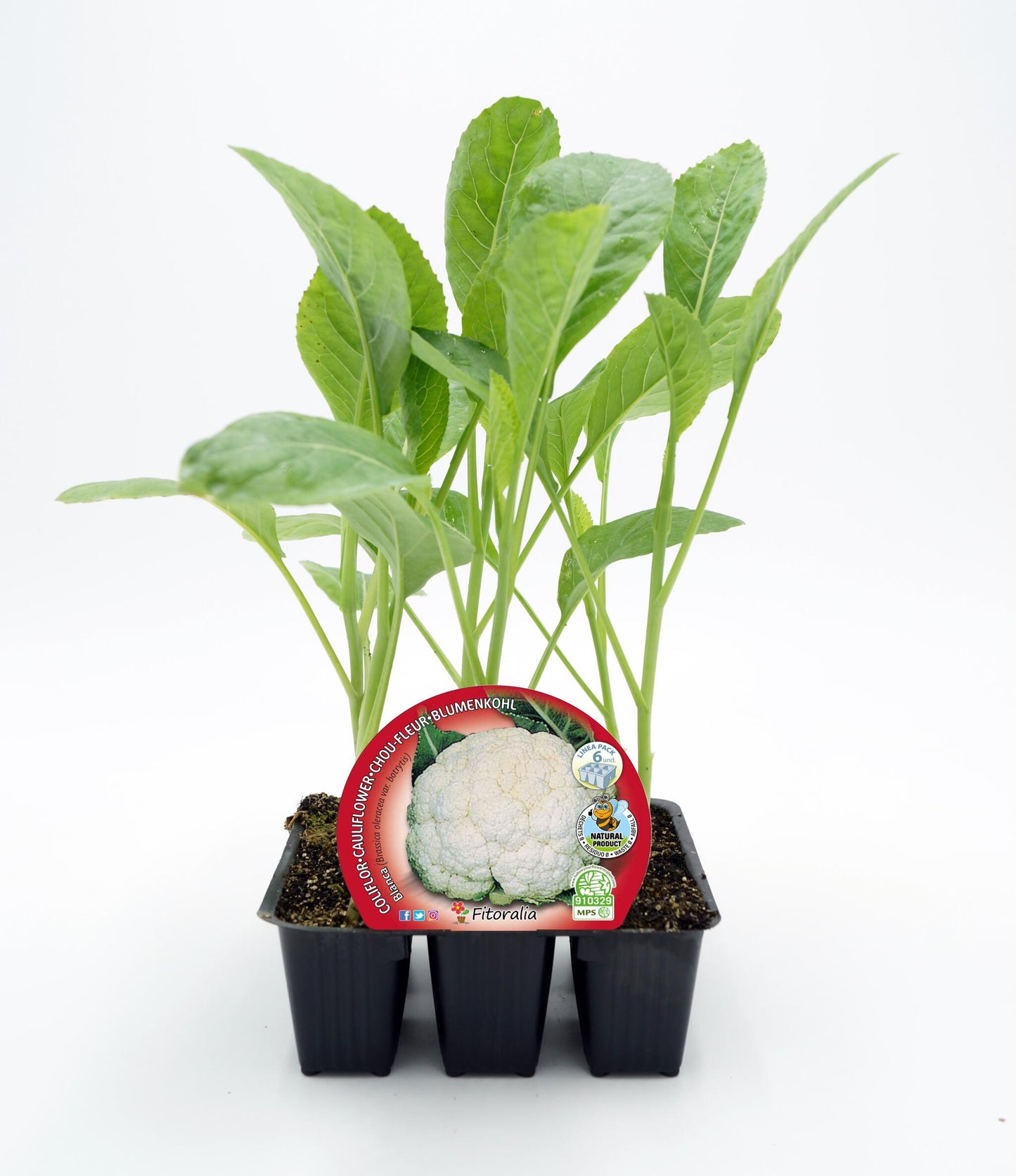 Pack Plantones Coliflor Blanca 12 Ud. Natural - Fitoralia_0
