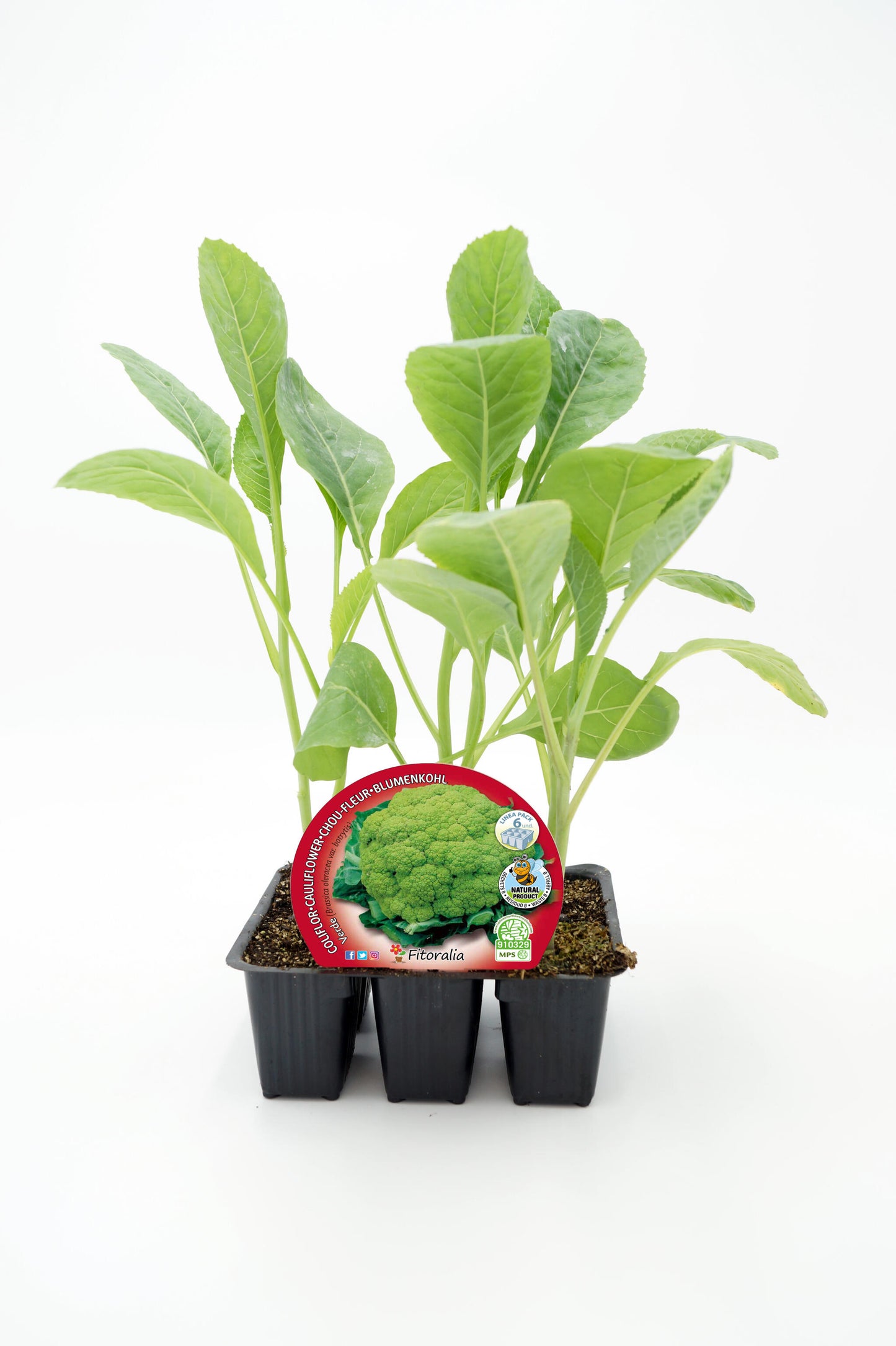 Pack Plantones Coliflor Híbrida F1 Romanescu 6 Ud. Natural - Fitoralia_0