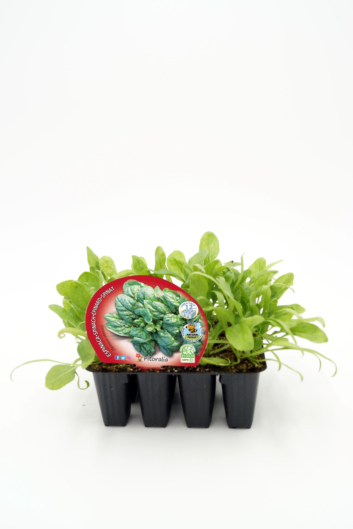 Pack Plantones Espinaca 12 Ud. Natural - Fitoralia_0
