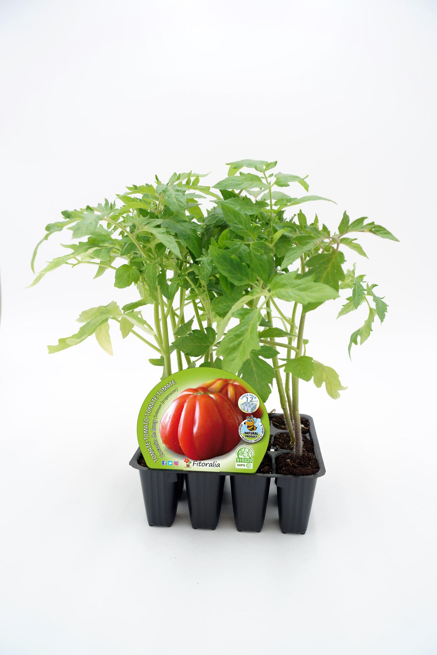 Pack Plantones Tomate Corazón De Buey 12 Ud. Natural - Fitoralia_0