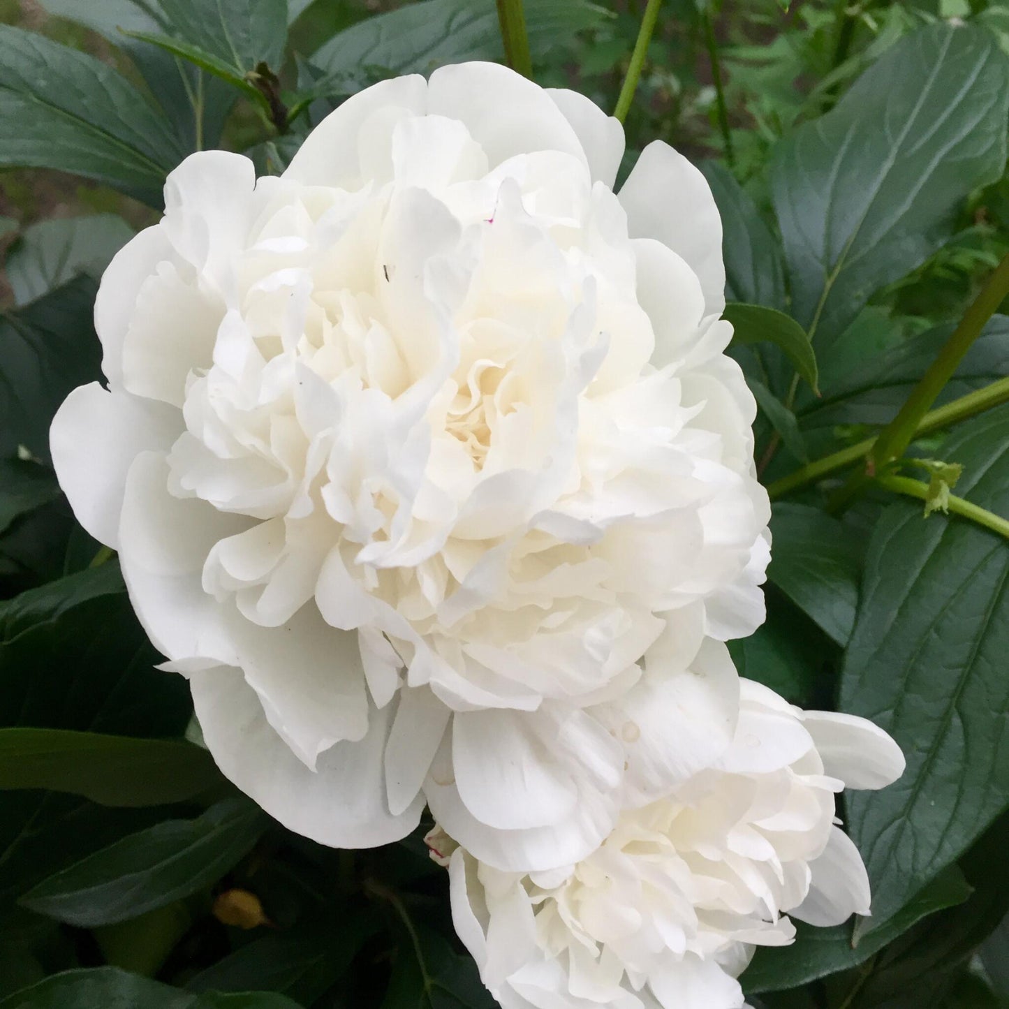 Paeoniaceae - 6 Pzs - Paeonia Officinalis - Altura 0-40cm - ⌀9cm_3