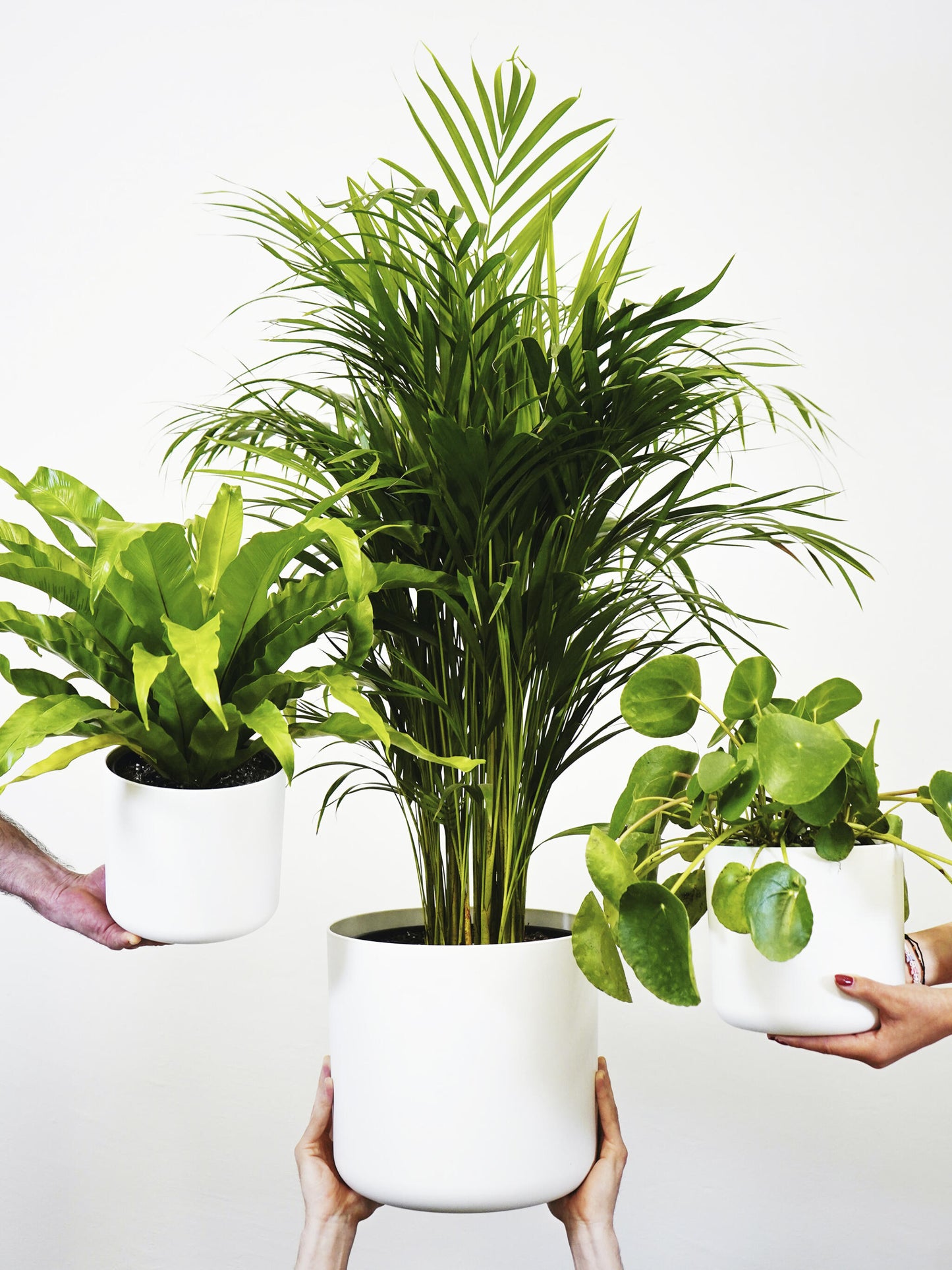 Palmera Dypsis O Areca | Altura 90cm - Maceta 17cm_3