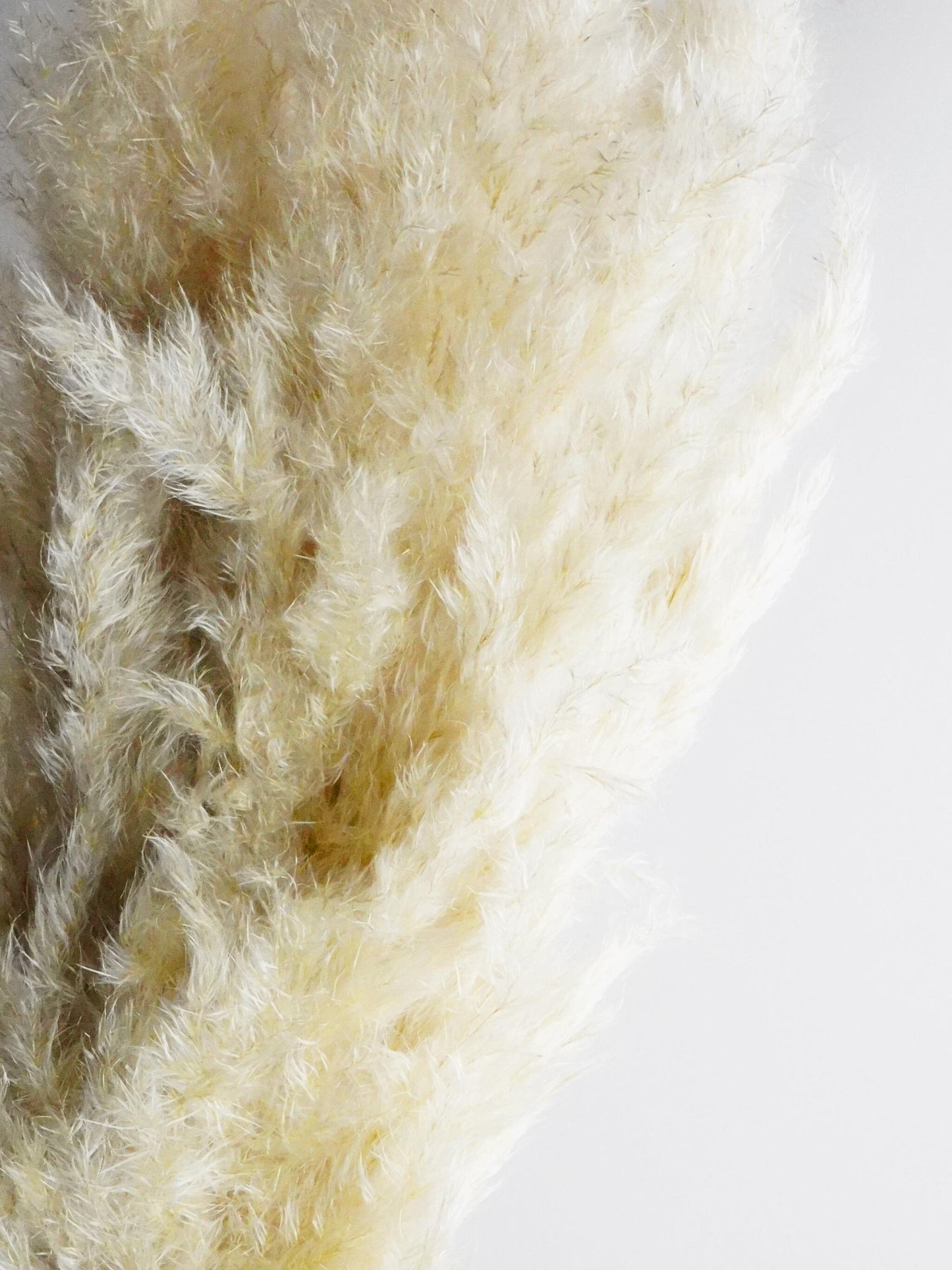 Pampas Secas_1