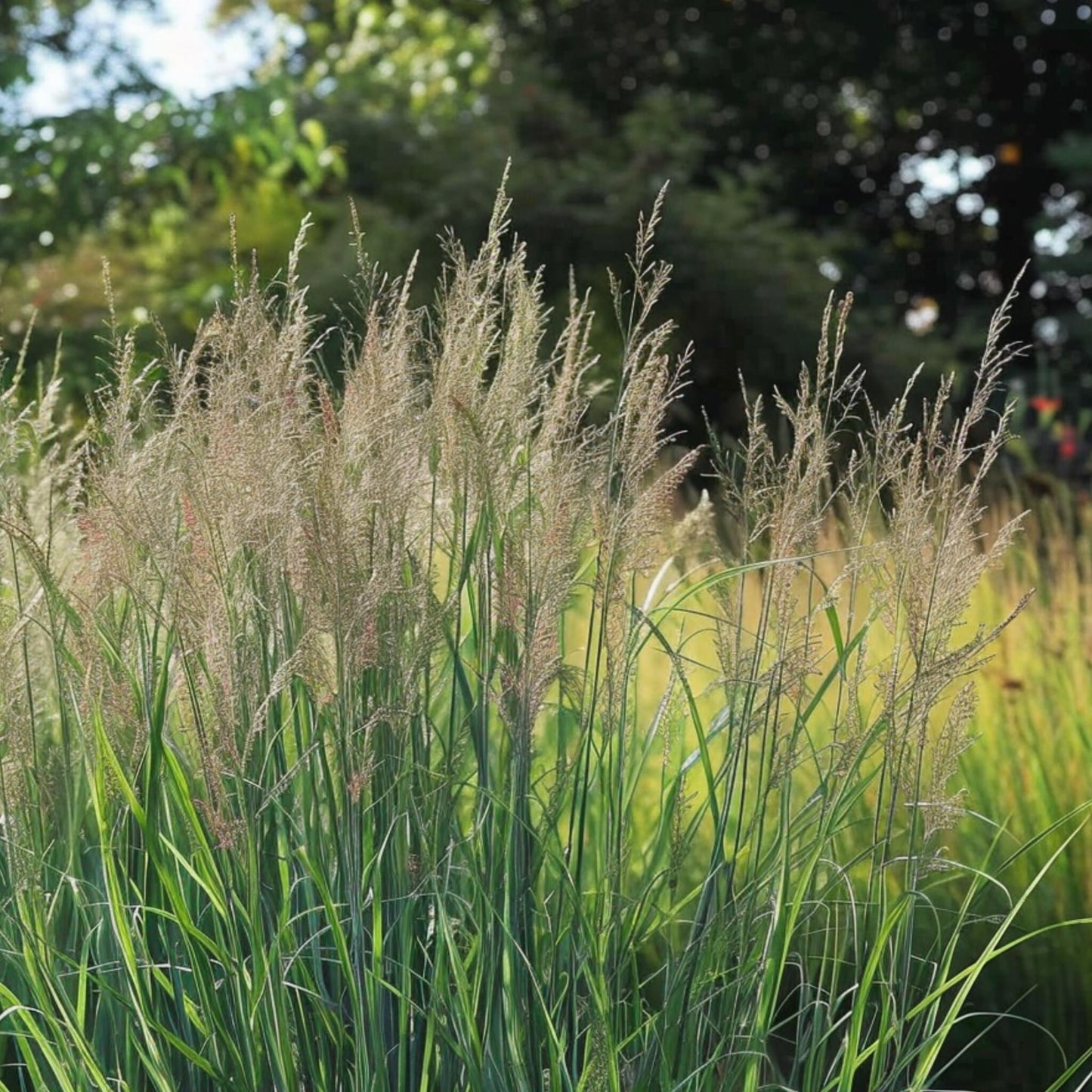 Panicum De Viento Del Norte - Panicum Virgatum 'northwind' - A40-60cm - ⌀23cm_3