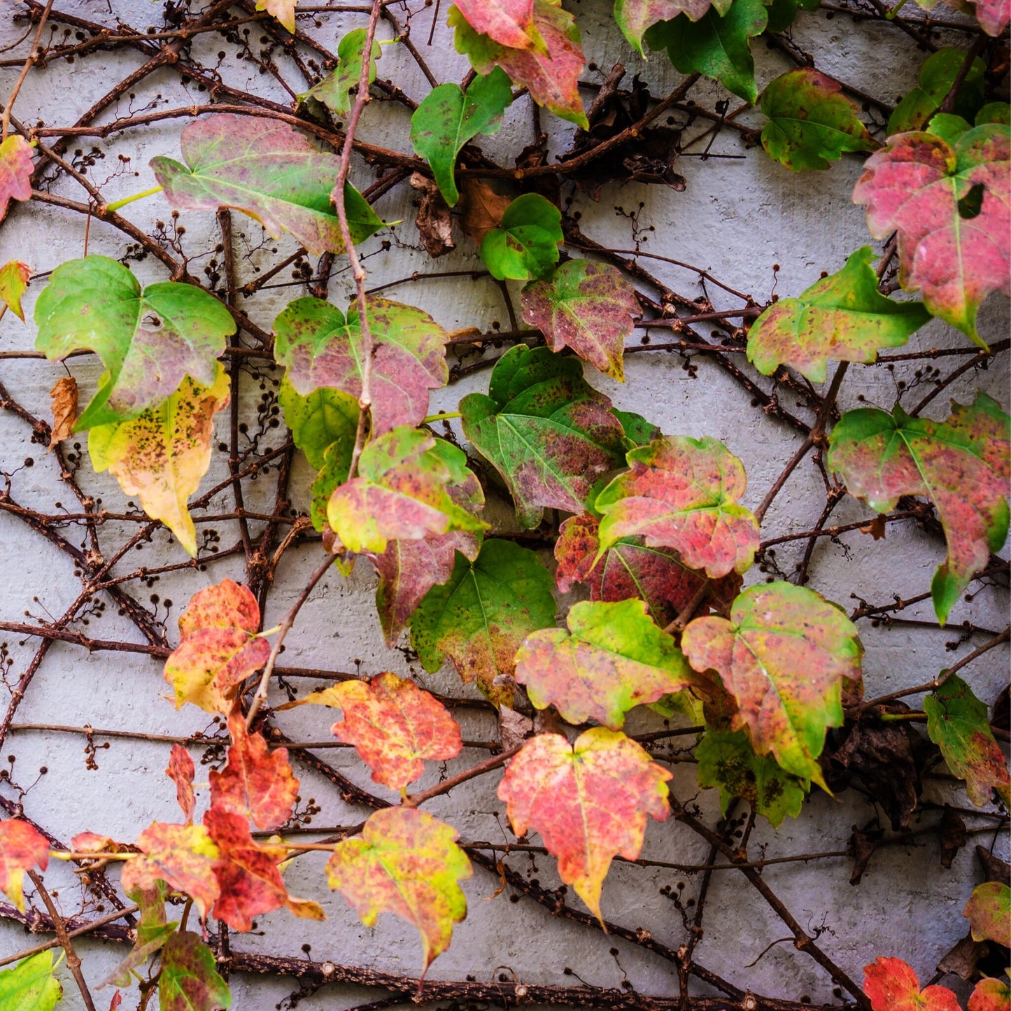 Parra Virgen - 3 Pzs - Parthenocissus Quinquefolia - Altura 25-40cm - ⌀9cm_3