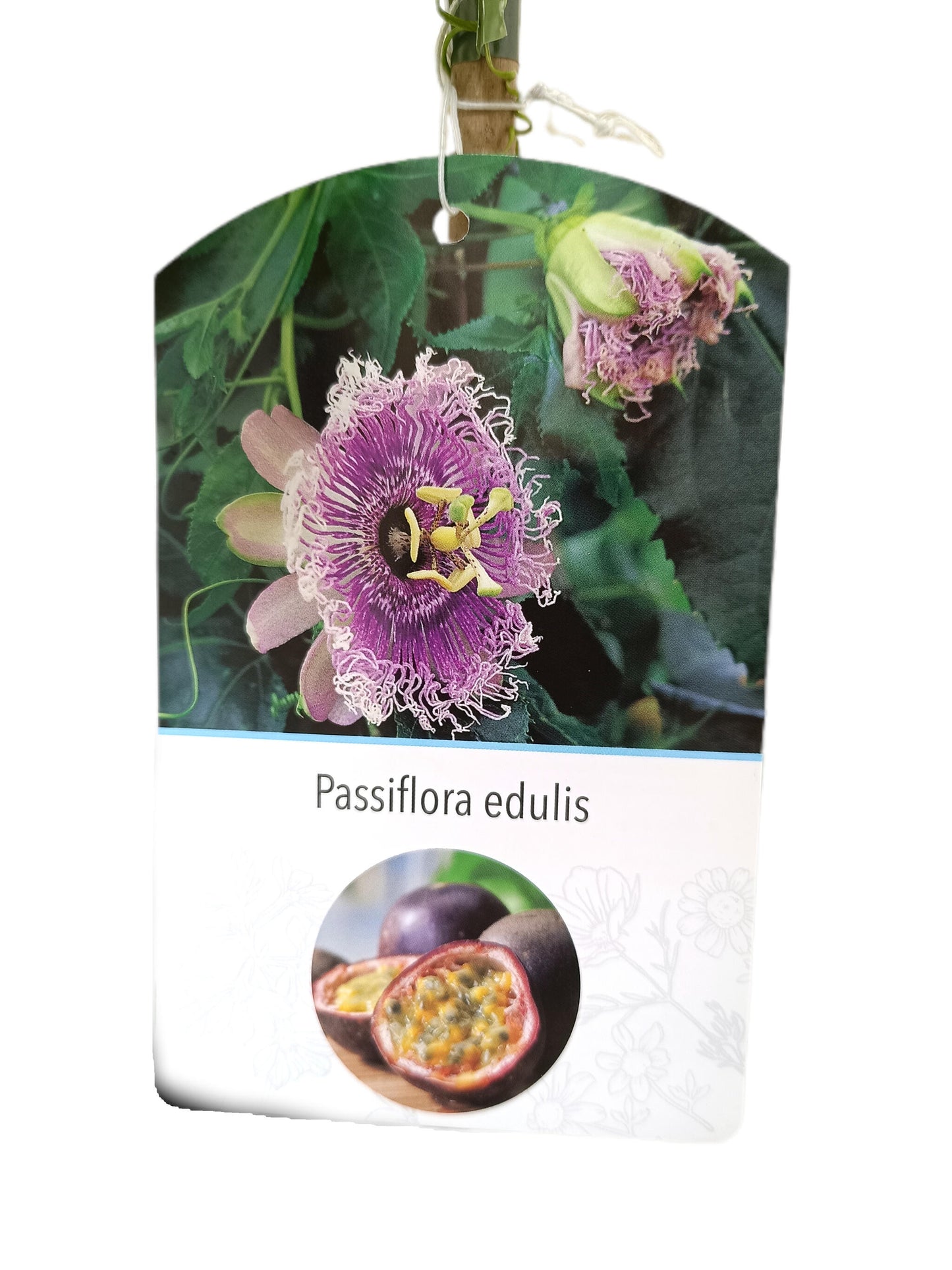 Passiflora Edulis Maracuya M17 60-80cm_1