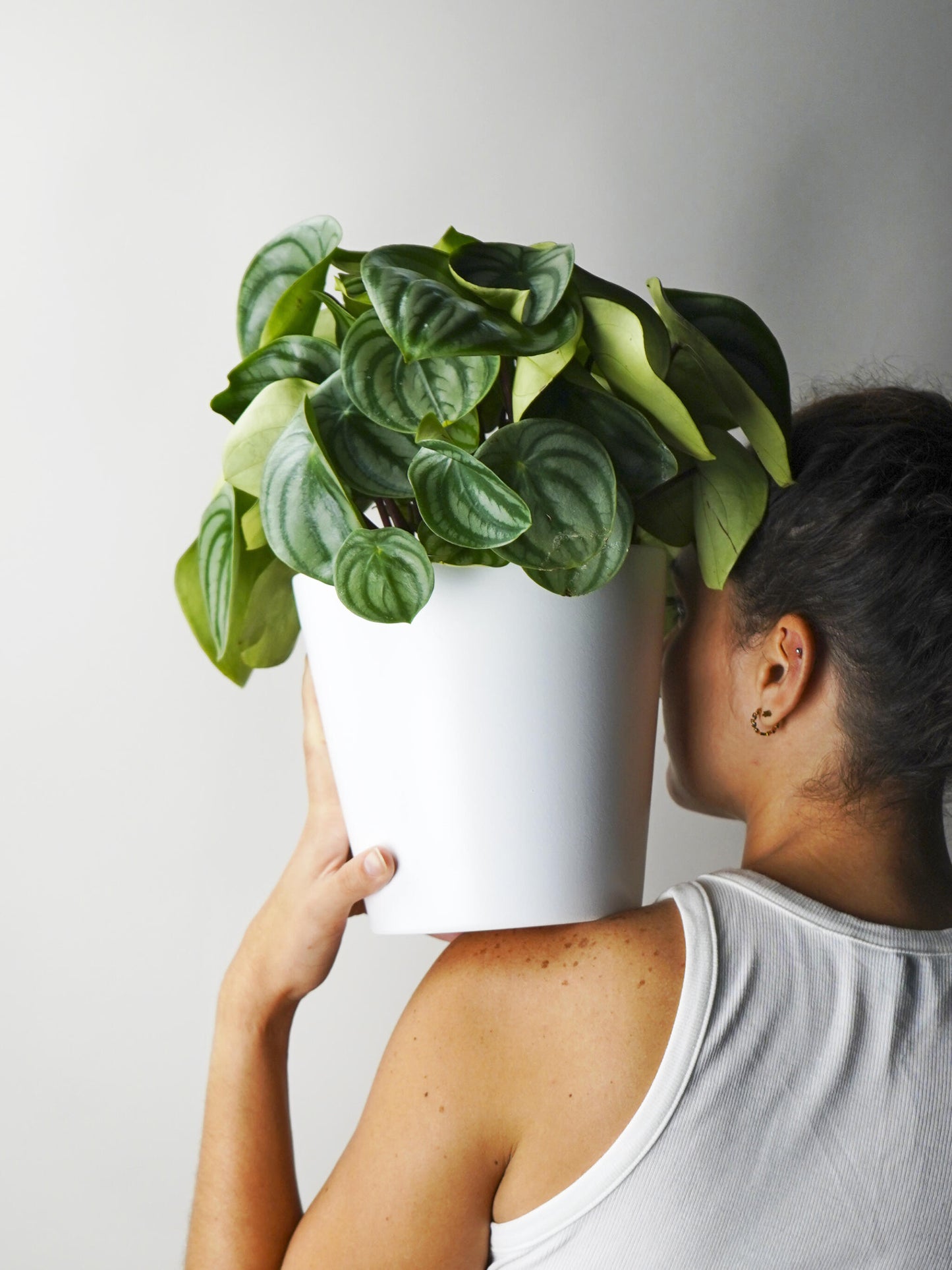 Peperomia Argyrenia Sandía O Watermelon_3