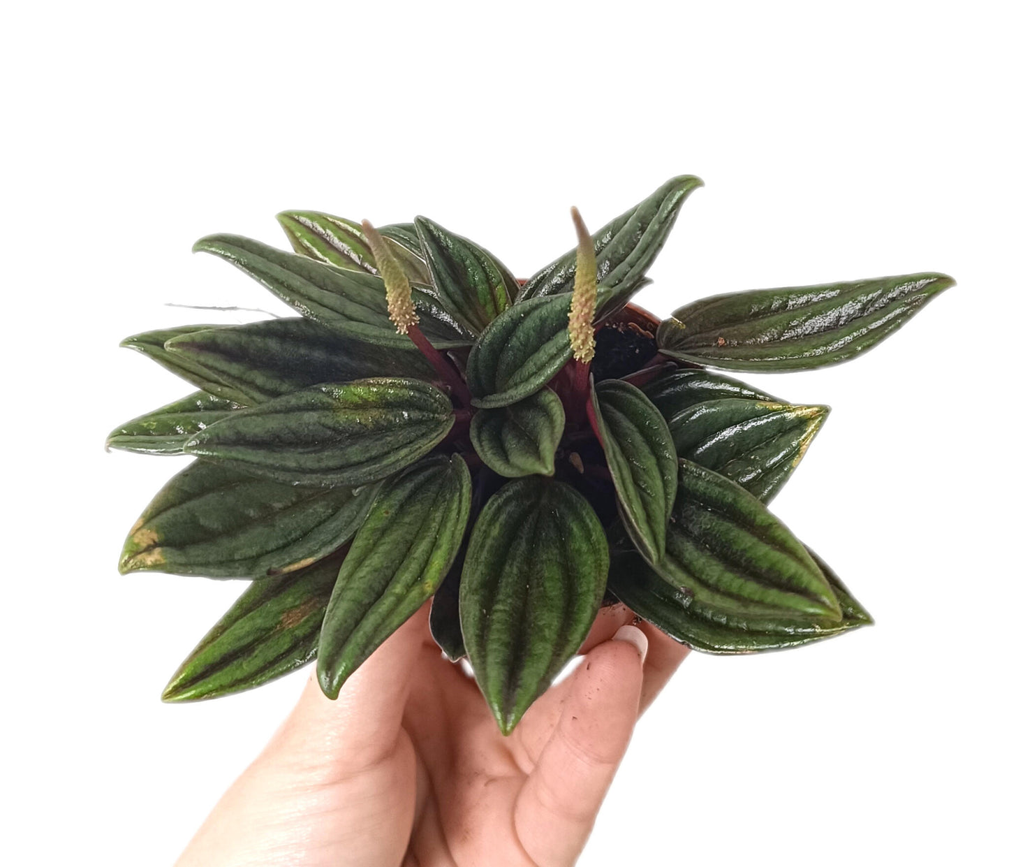 Peperomia Caperata M6_1