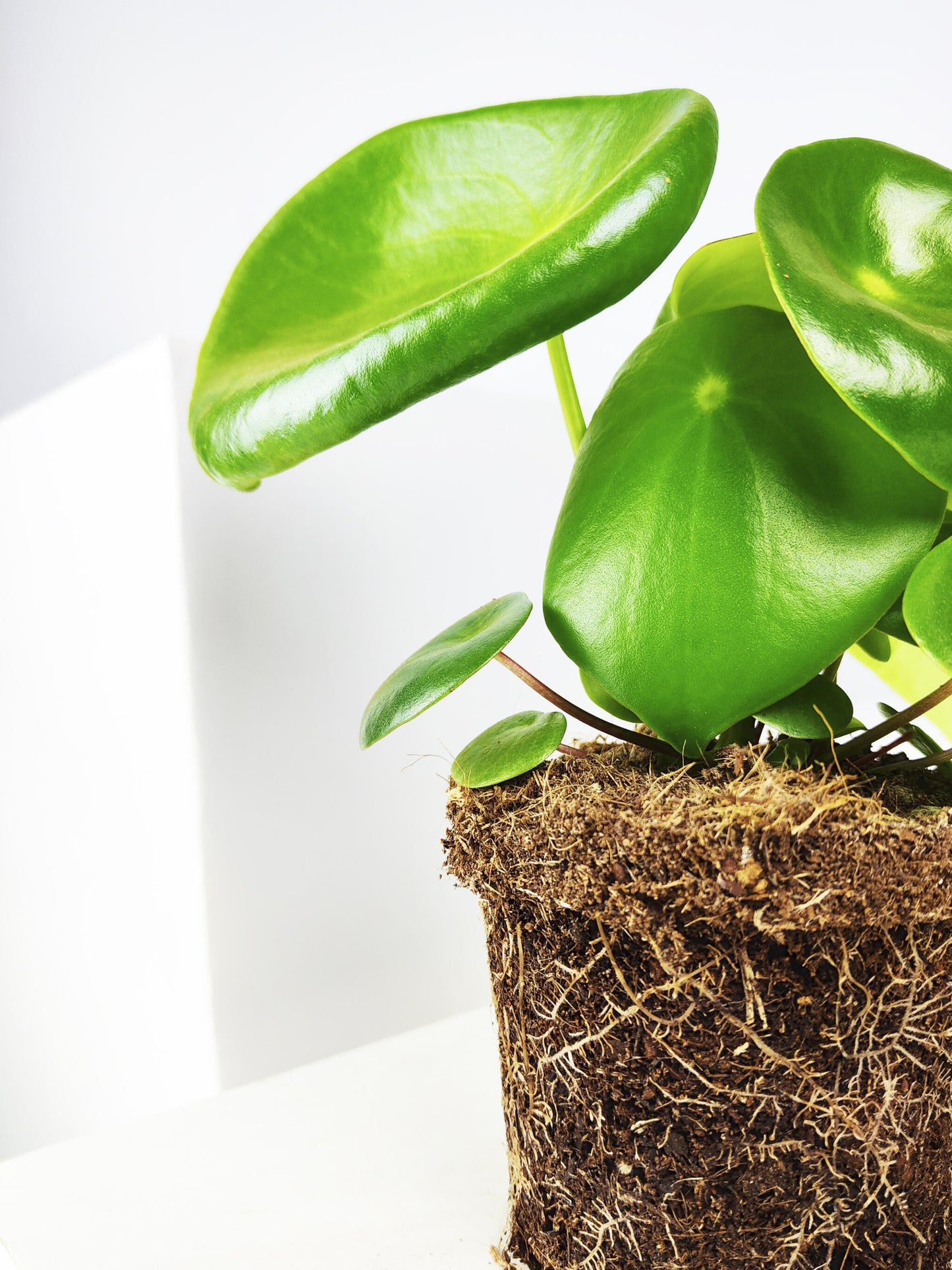 Peperomia Raindrop | Altura 25cm - Maceta 12cm_4