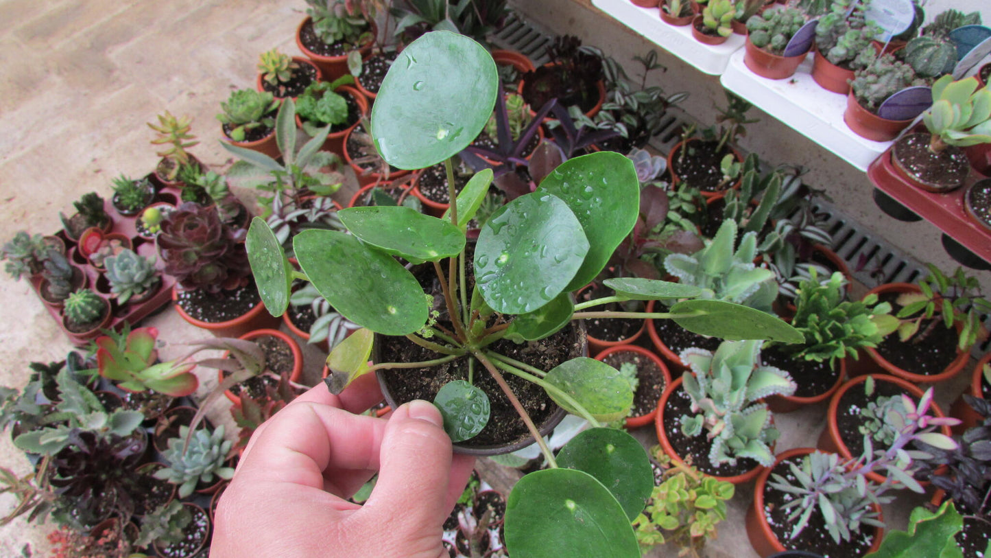 Pilea Peperomia Planta China Suerte Ø5 Cm Mini_1