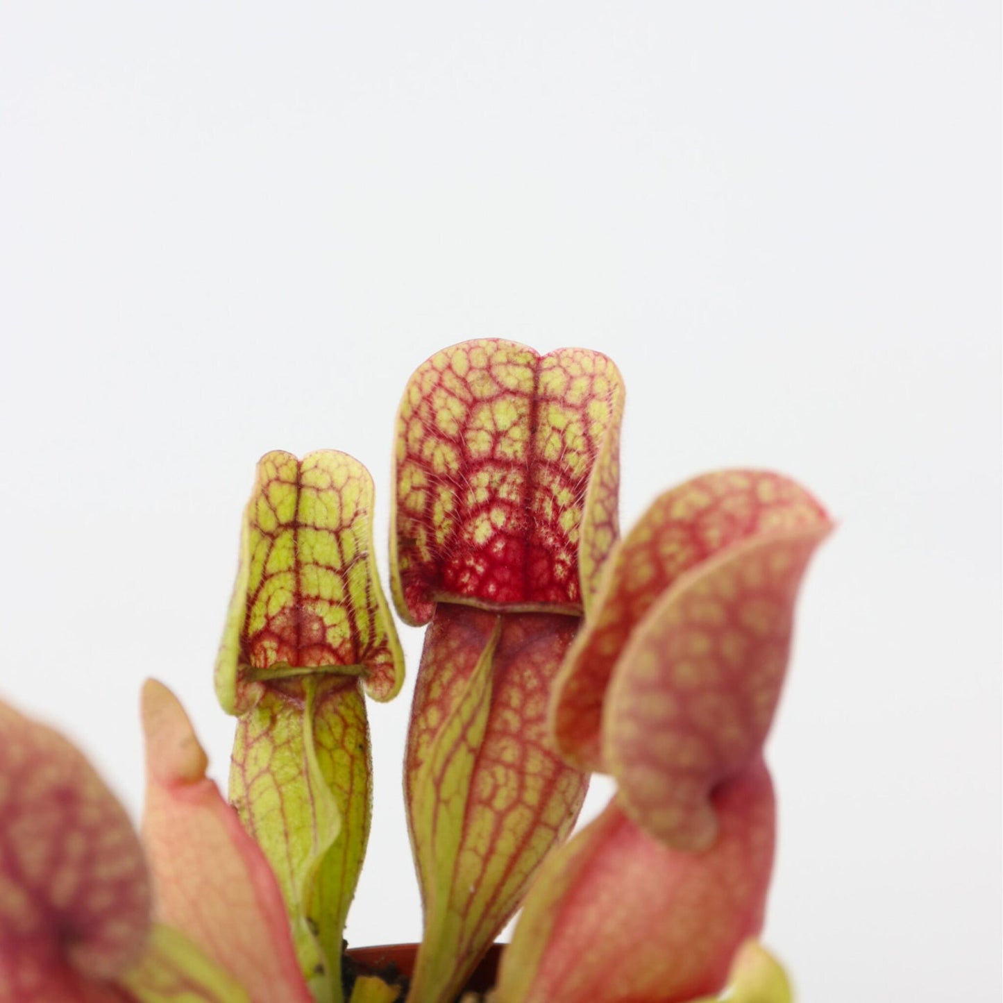 Planta Cobra Roja - 6 Pzs - Sarracenia Purpurea - Altura 15-20cm - ⌀55cm_3