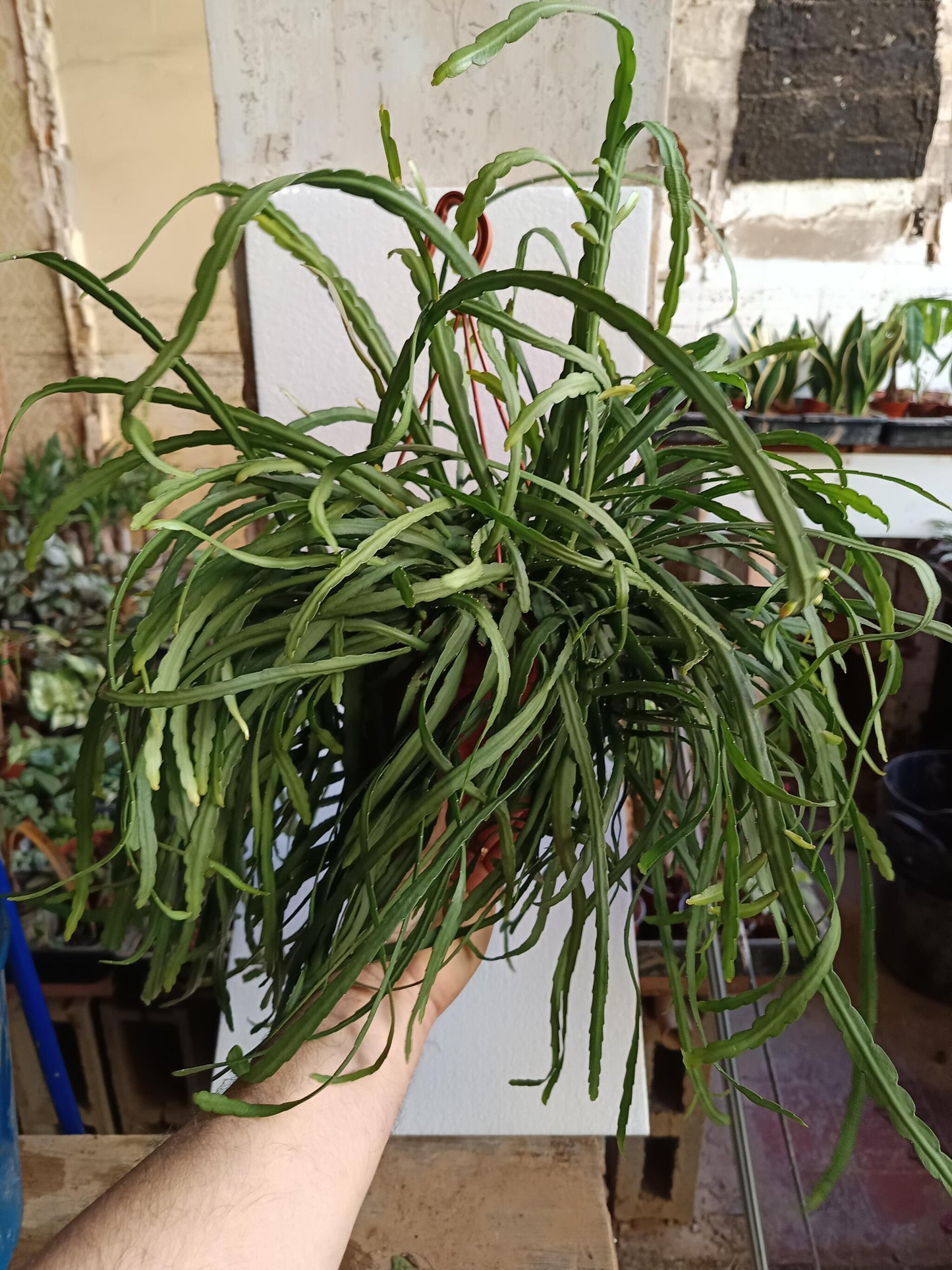 Planta Colgante Grande Lepismium Bolivianum Ø17-50 Cm_0