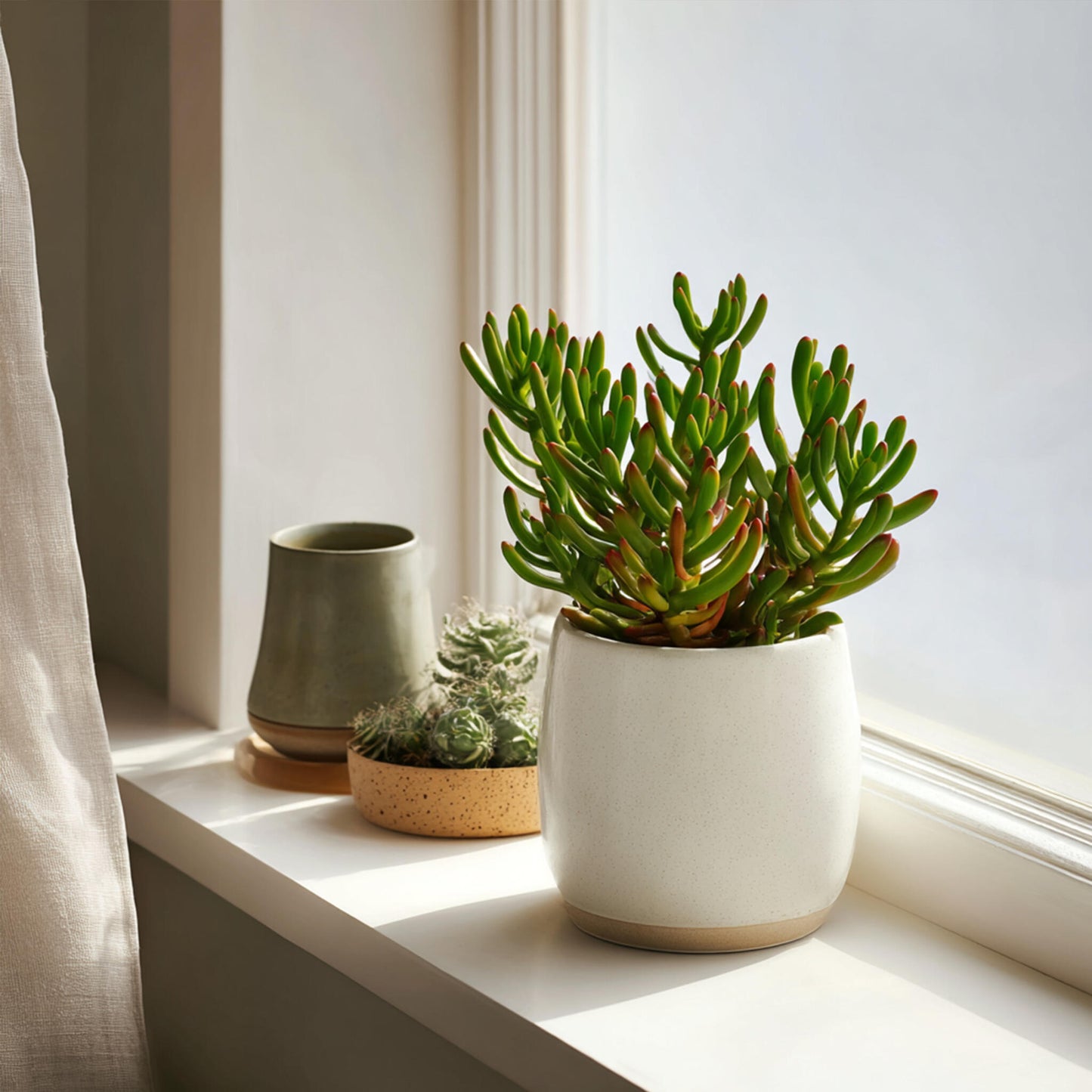 Planta De Jade - Set 2 - Crassula Ovata 'gollum' - Altura 15-25cm - Maceta 12cm_4