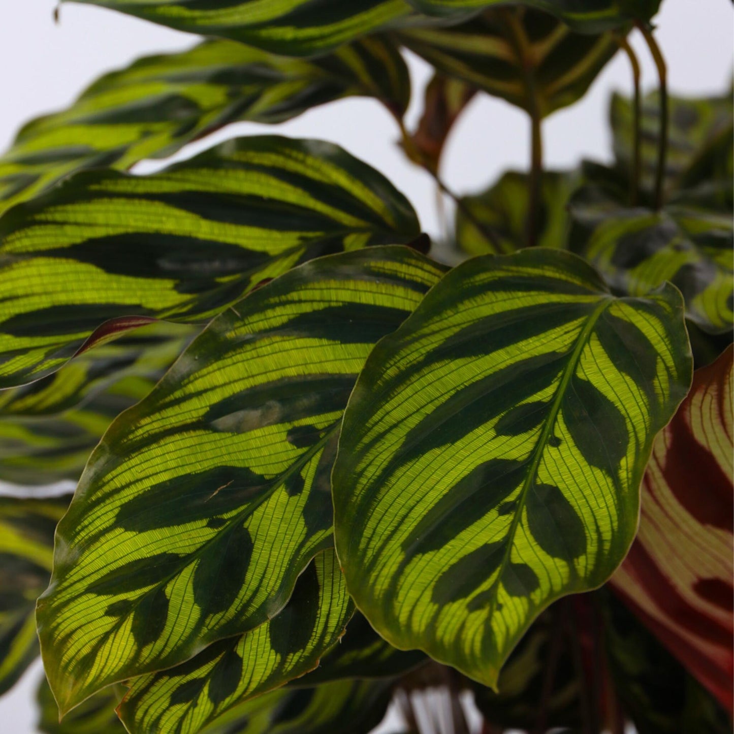 Planta De Pavo Real - Calathea 'makoyana' - Altura 60-70cm - ⌀21cm_3