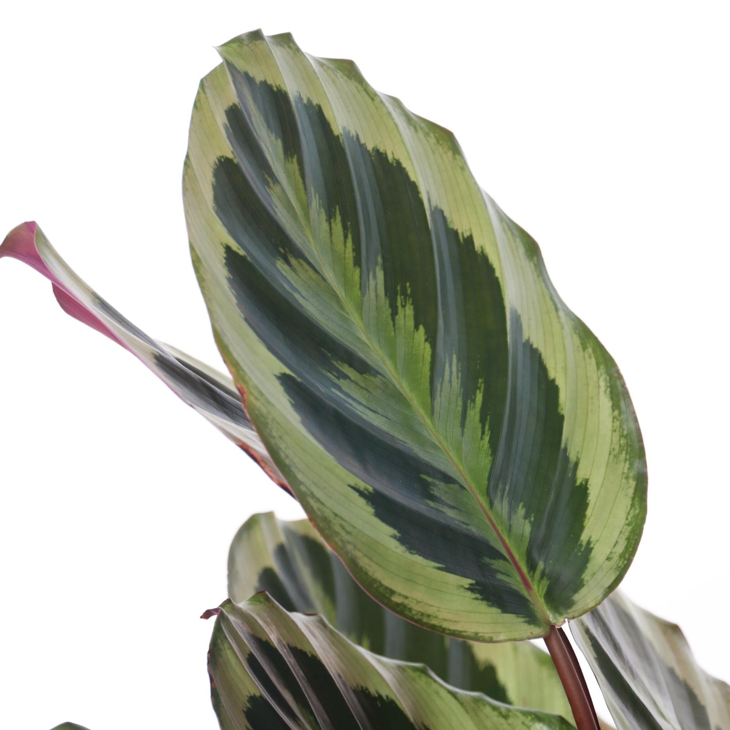 Planta De Pavo Real - Calathea 'marion' - Altura 60-70cm - ⌀21cm_3