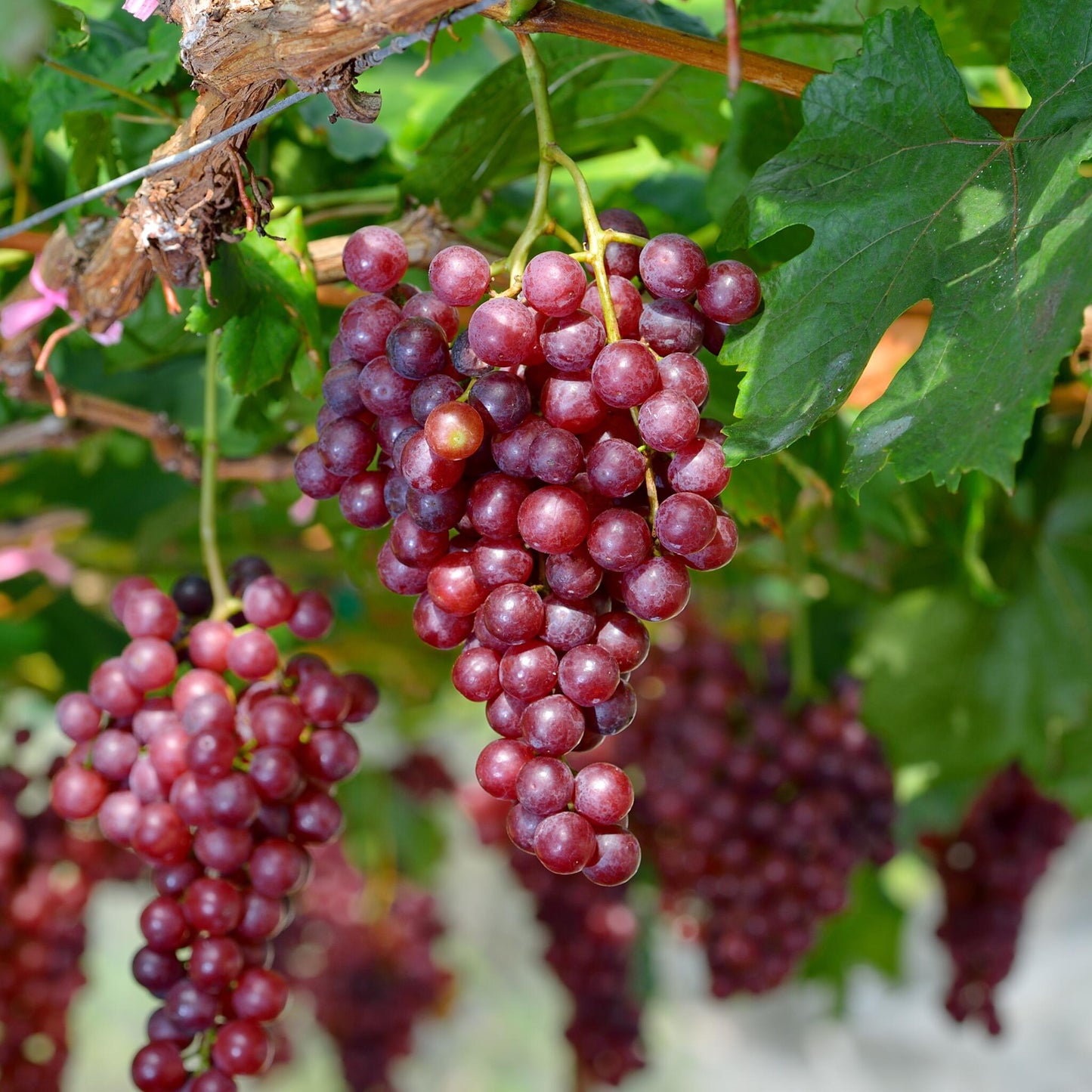 Planta De Uva - Vitis Vinifera ‘vanessa’ - Altura 60-75cm - ⌀21cm_3