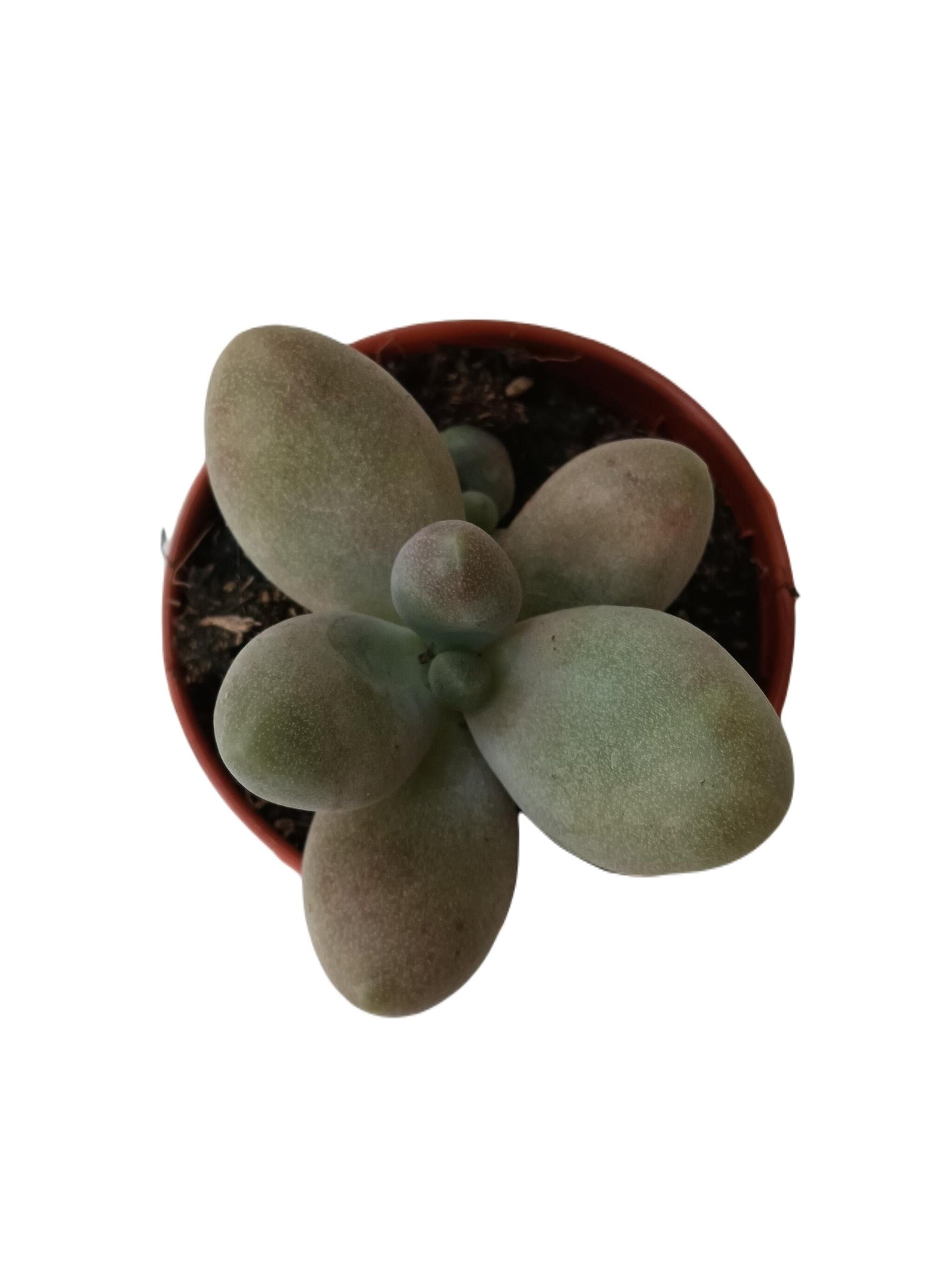 Planta Suculenta Pachyphitum Oviferum Piedra Luna Ø5 Cm_0