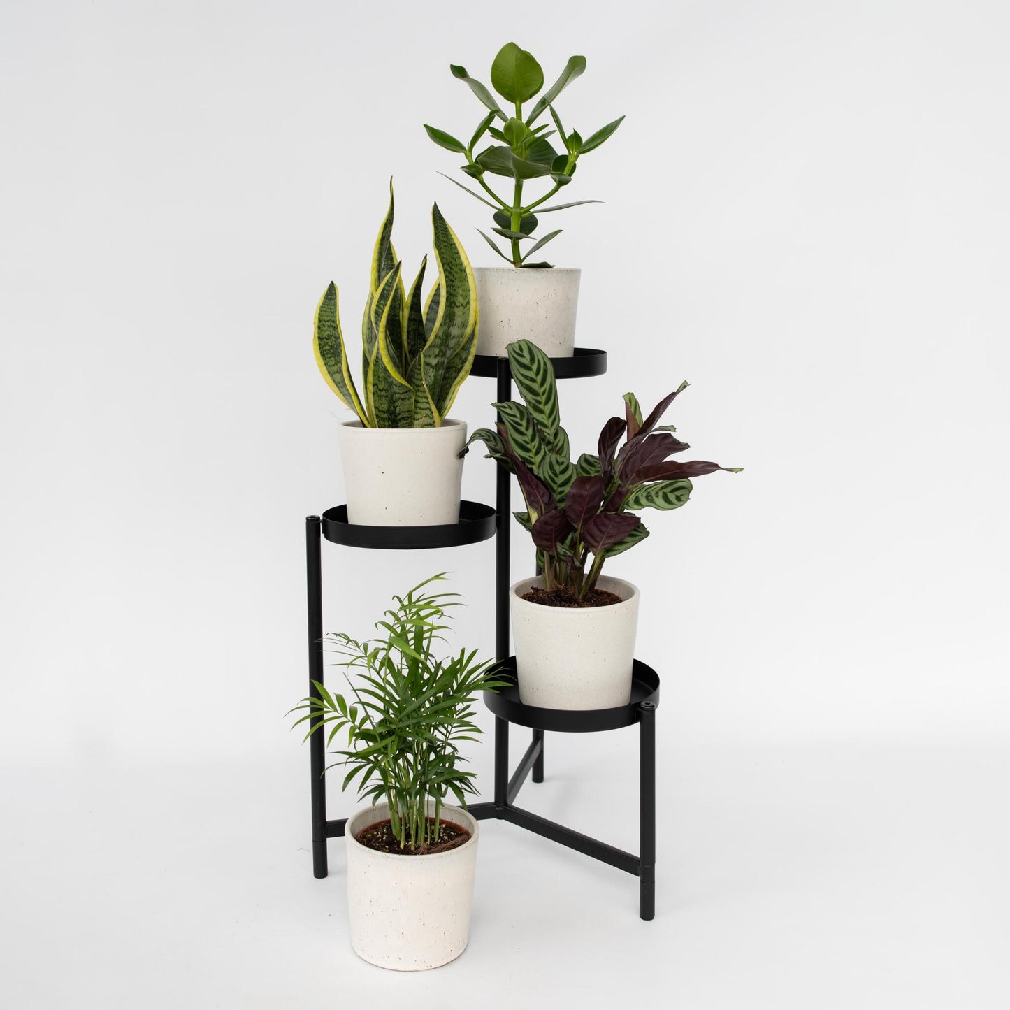 Plantas Faciles - 4 Pzs - Altura 25-40cm - ⌀12cm_4