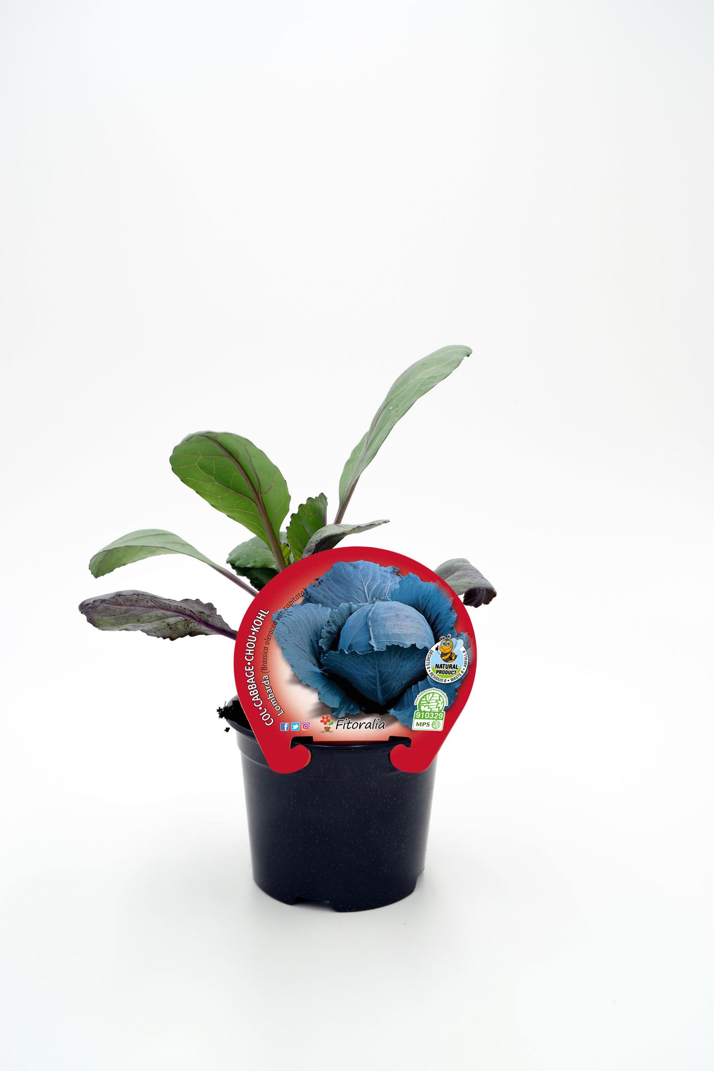 Plantón De Col Lombarda Natural En Maceta De 10,5 Cm. - Fitoralia_0