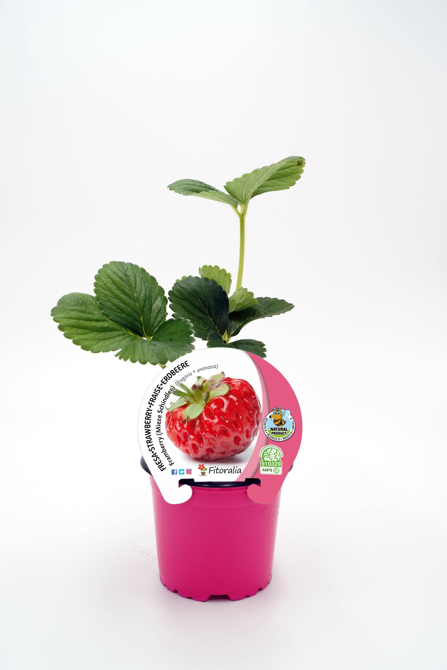 Plantón Fresa Framberry En Maceta 10,5 Cm. Natural - Fitoralia_0