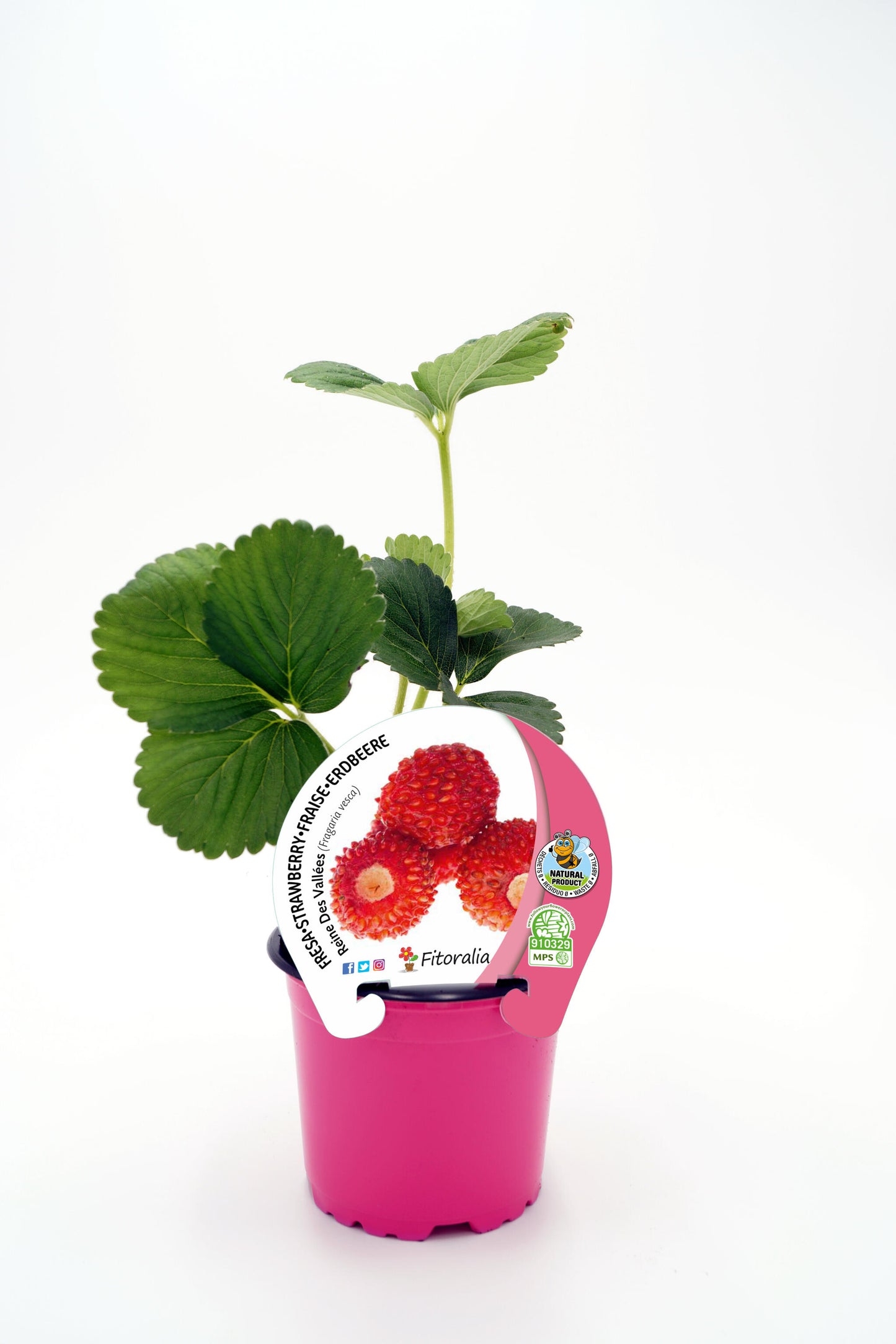 Plantón Fresa Reine Des Vallées En Maceta 10,5 Cm. Natural - Fitoralia_0