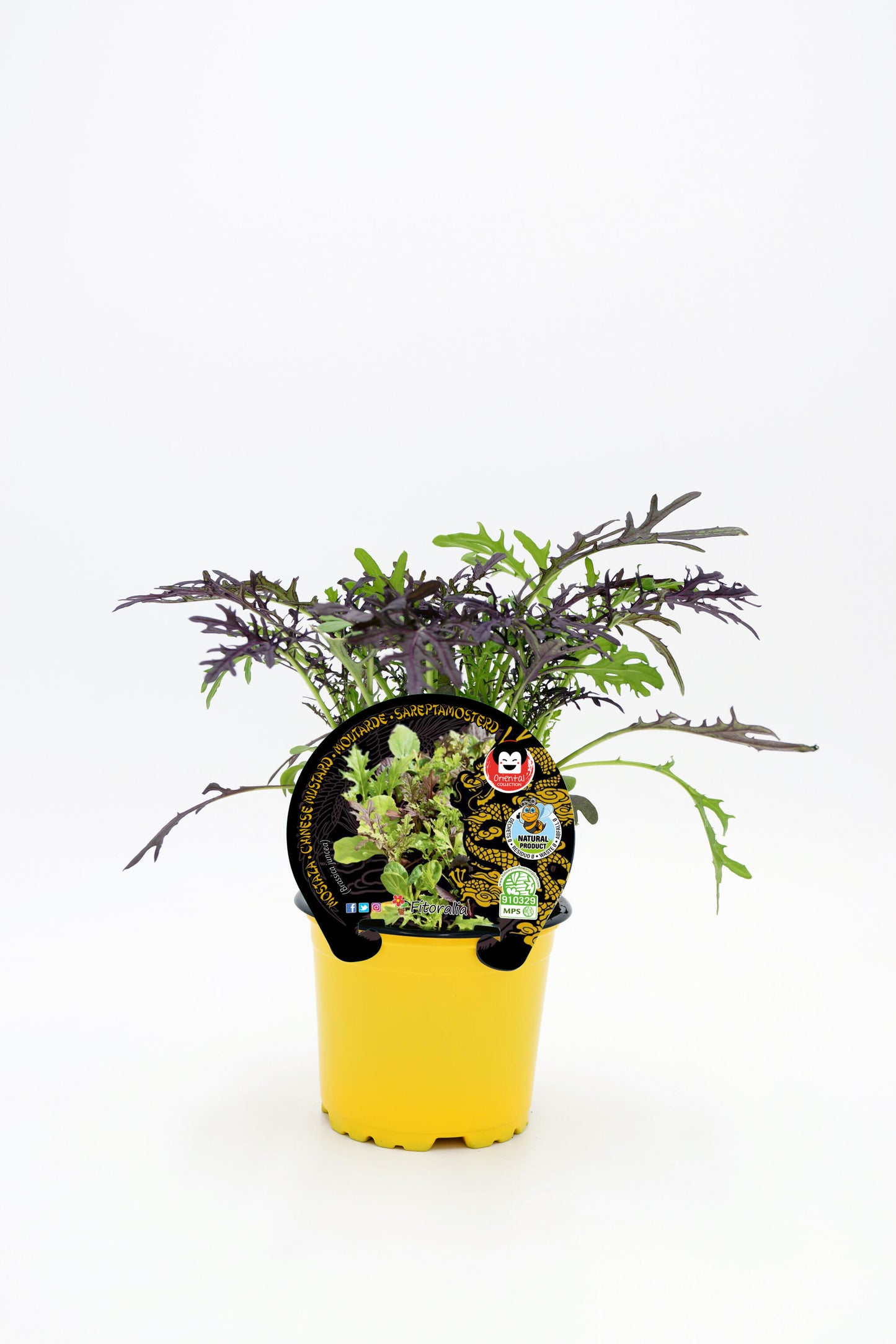 Plantón Mostaza En Maceta 10,5 Cm. Natural - Fitoralia_0