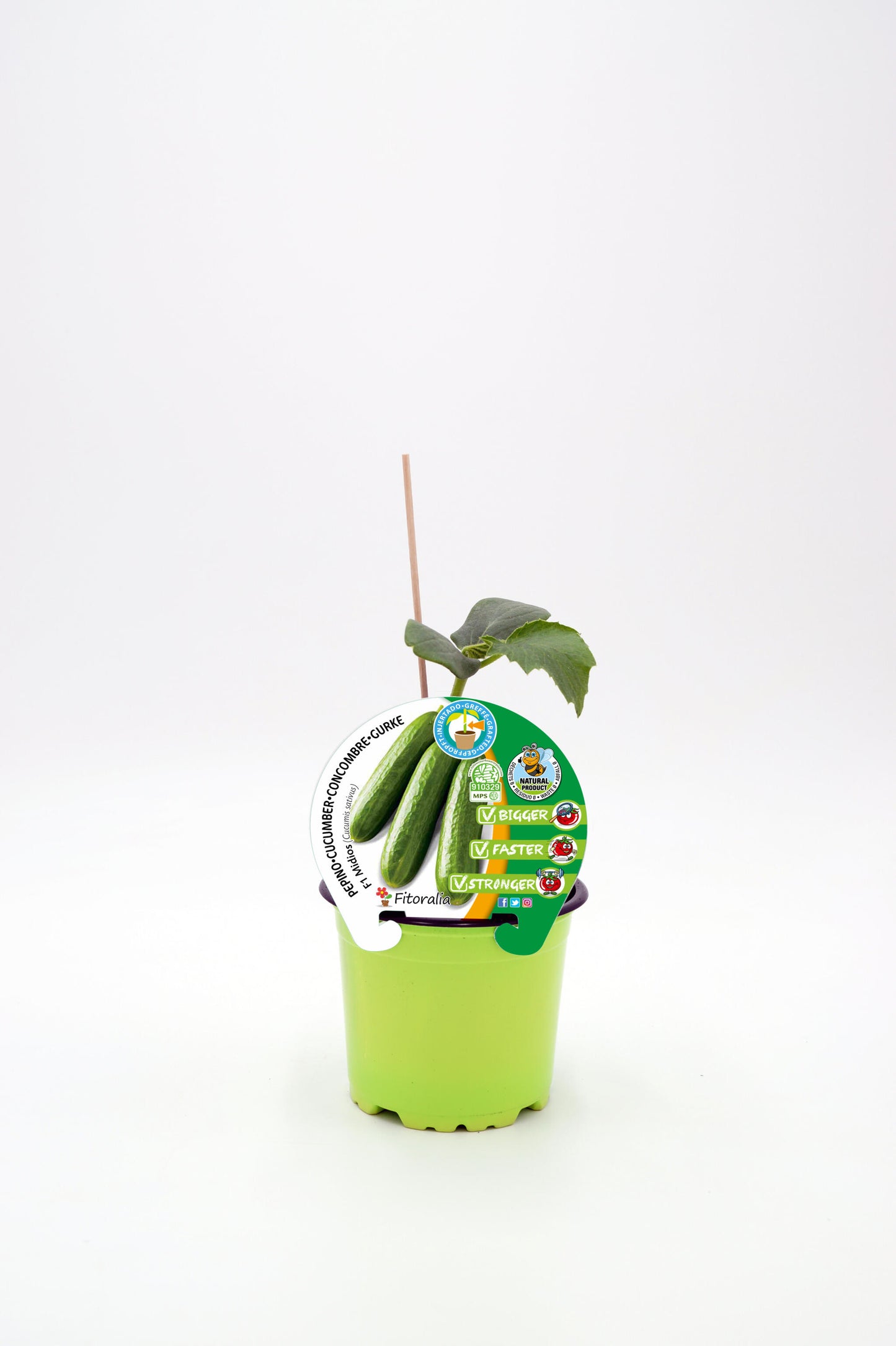 Plantón Pepino Injertado En Maceta 12 Cm. Natural - Fitoralia_0
