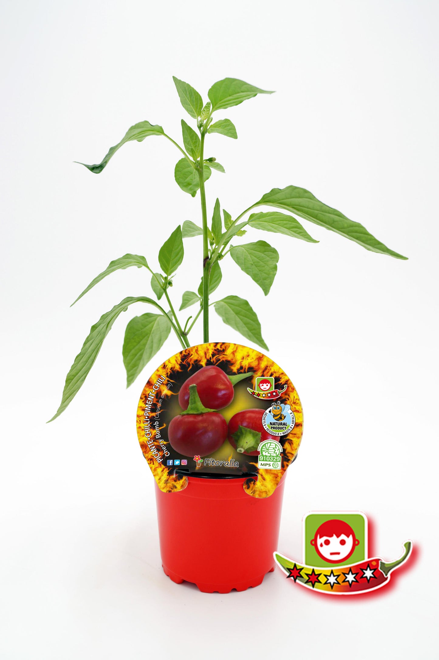 Plantón Pimiento Picante Cherry Bomb En Maceta 10,5 Cm. Natural - Fitoralia_0