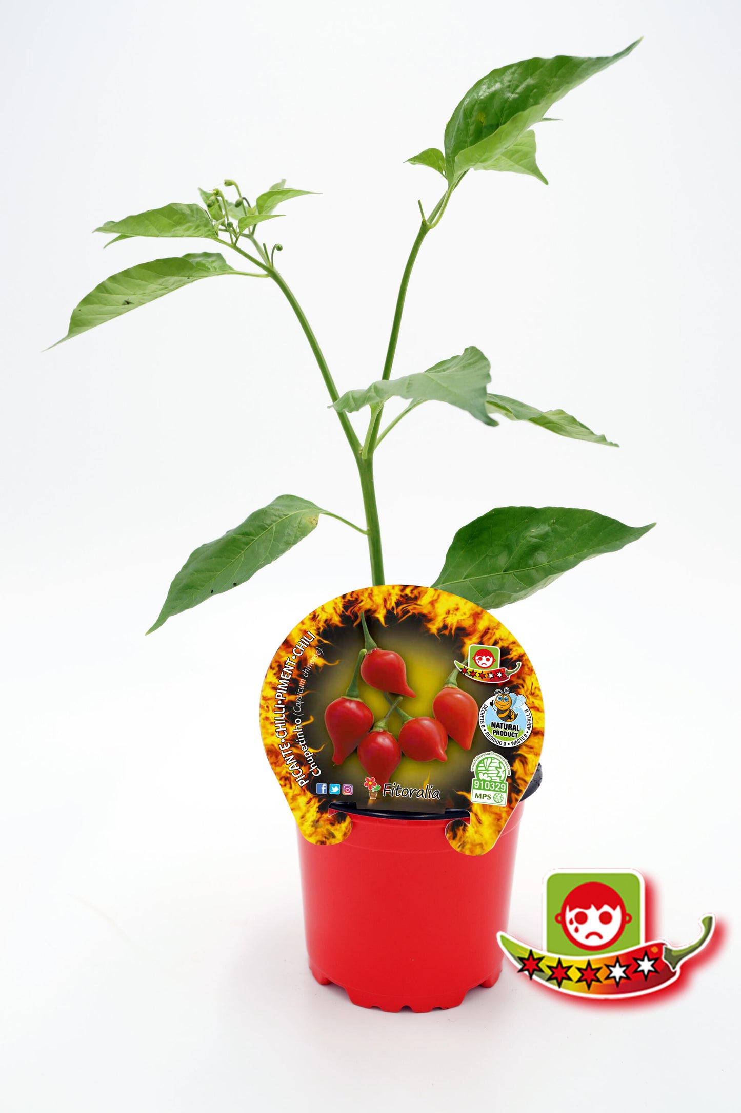 Plantón Pimiento Picante Chupetinho En Maceta 10,5 Cm. Natural - Fitoralia_0