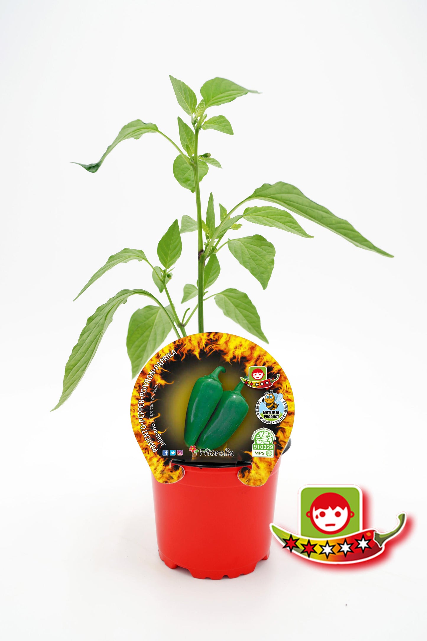 Plantón Pimiento Picante Jalapeño En Maceta 10,5 Cm. Natural - Fitoralia_0