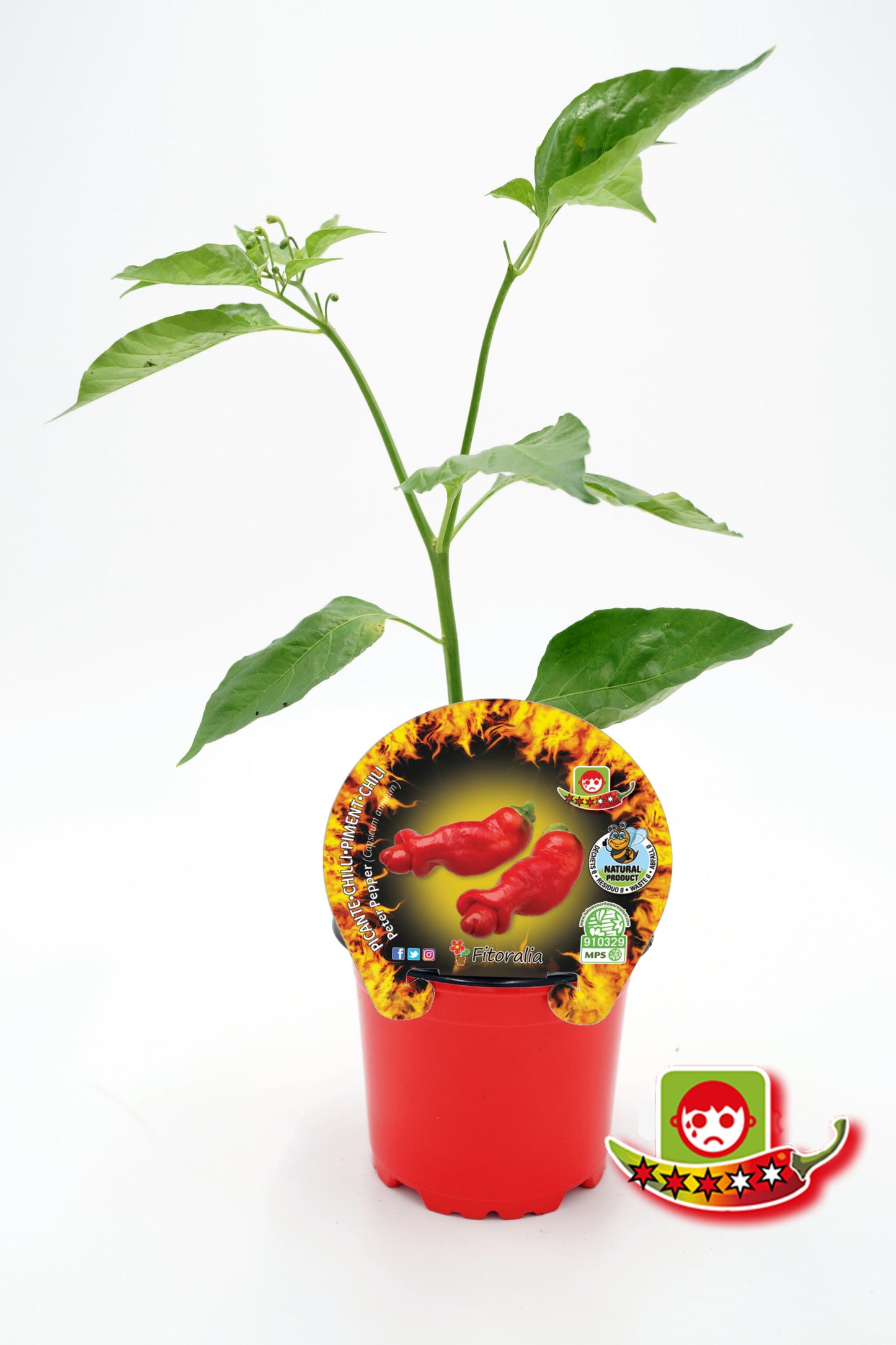 Plantón Pimiento Picante Peter Pepper En Maceta 10,5 Cm. Natural - Fitoralia_0