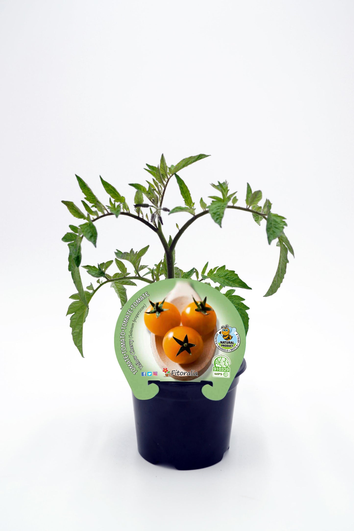 Plantón Tomate Cherry Yellow En Maceta 10,5 Cm. Natural - Fitoralia_0