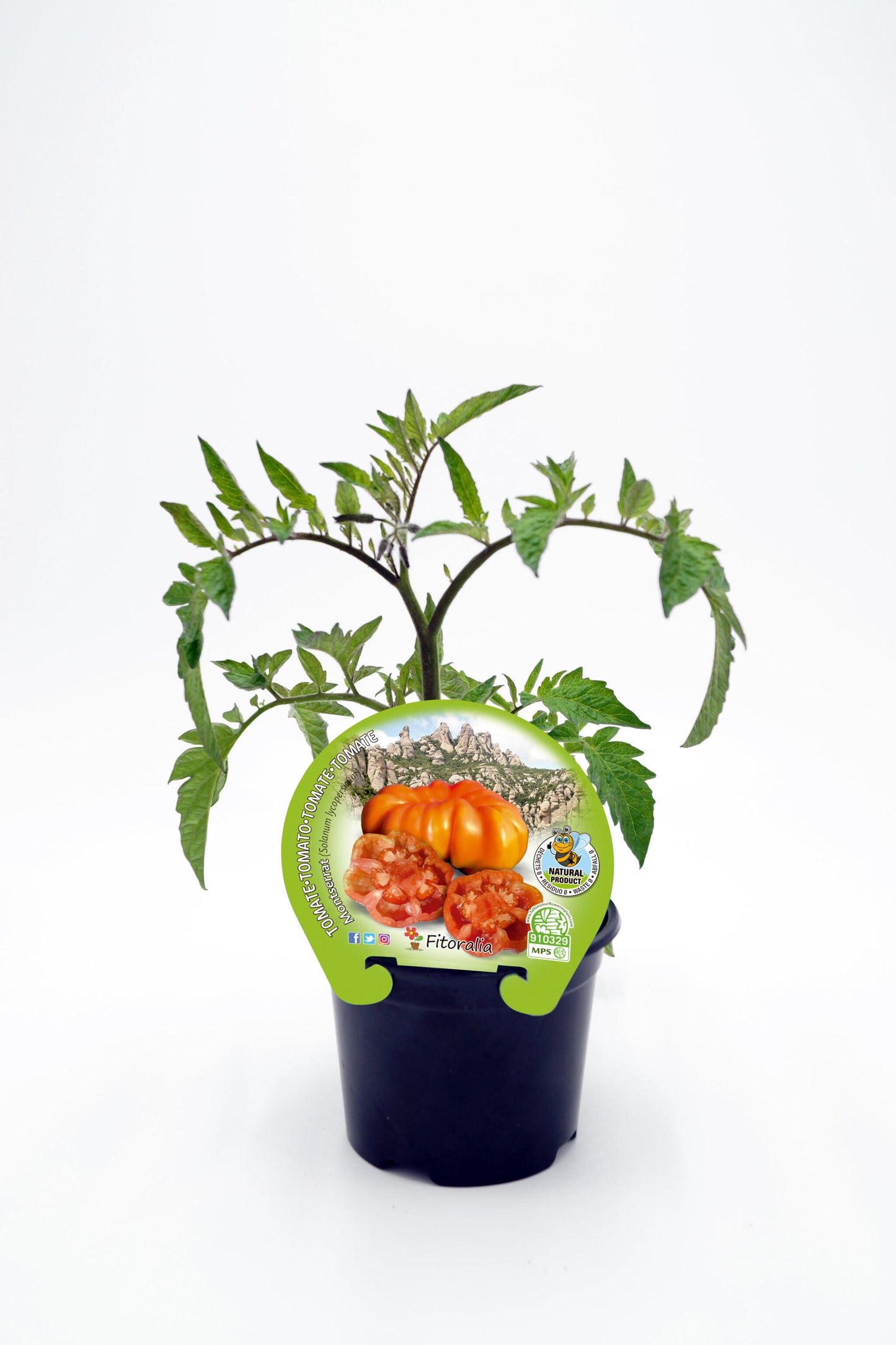 Plantón Tomate Montserrat En Maceta 10,5 Cm. Natural - Fitoralia_0