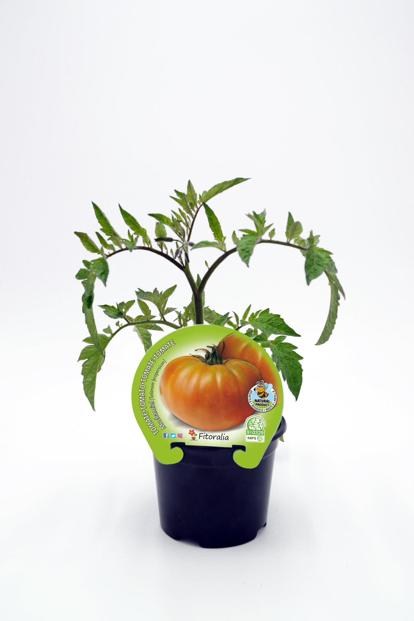 Plantón Tomate Muchamiel En Maceta 10,5 Cm. Natural - Fitoralia_0