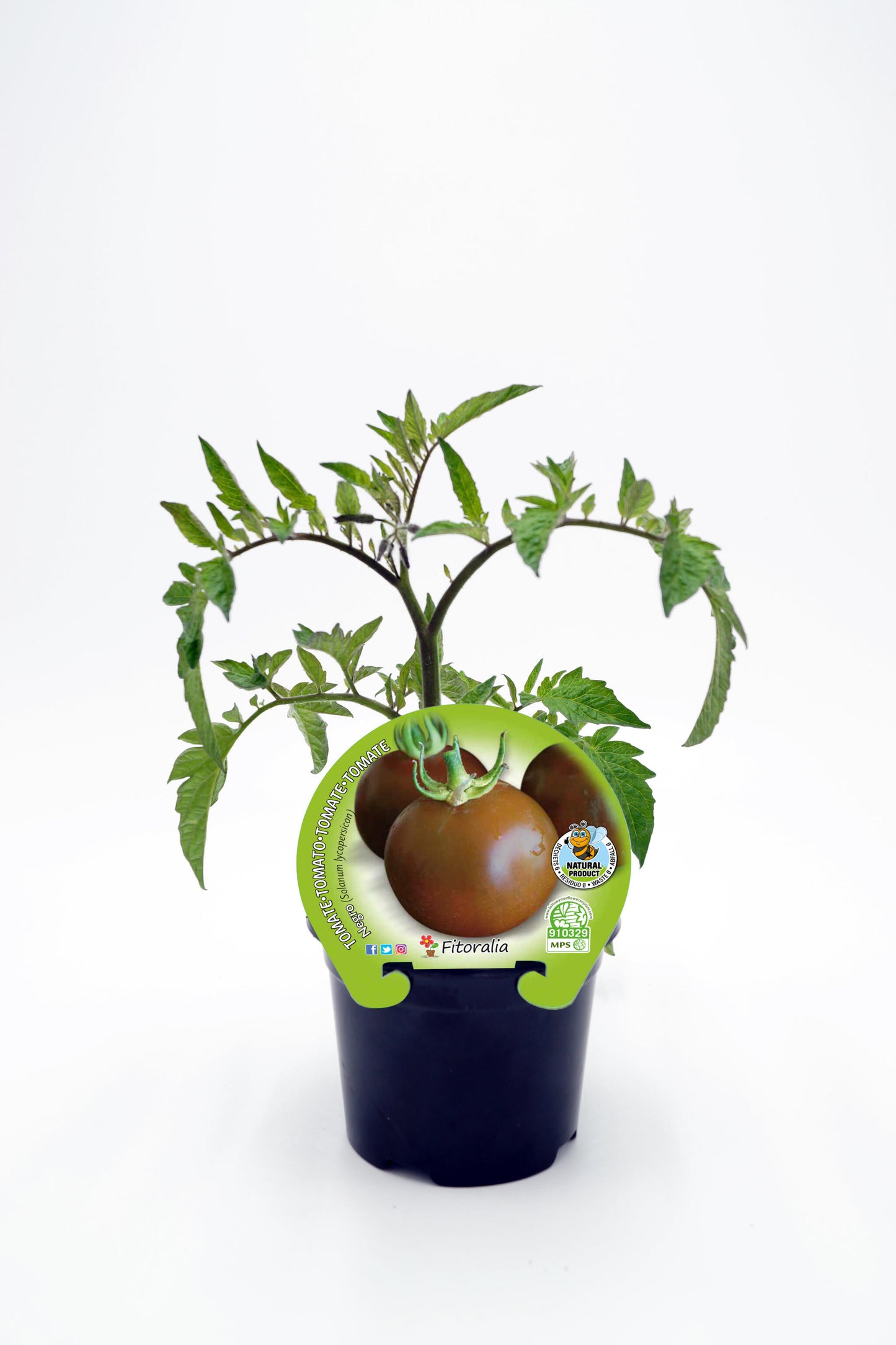 Plantón Tomate Negro En Maceta 10,5 Cm. Natual - Fitoralia_0
